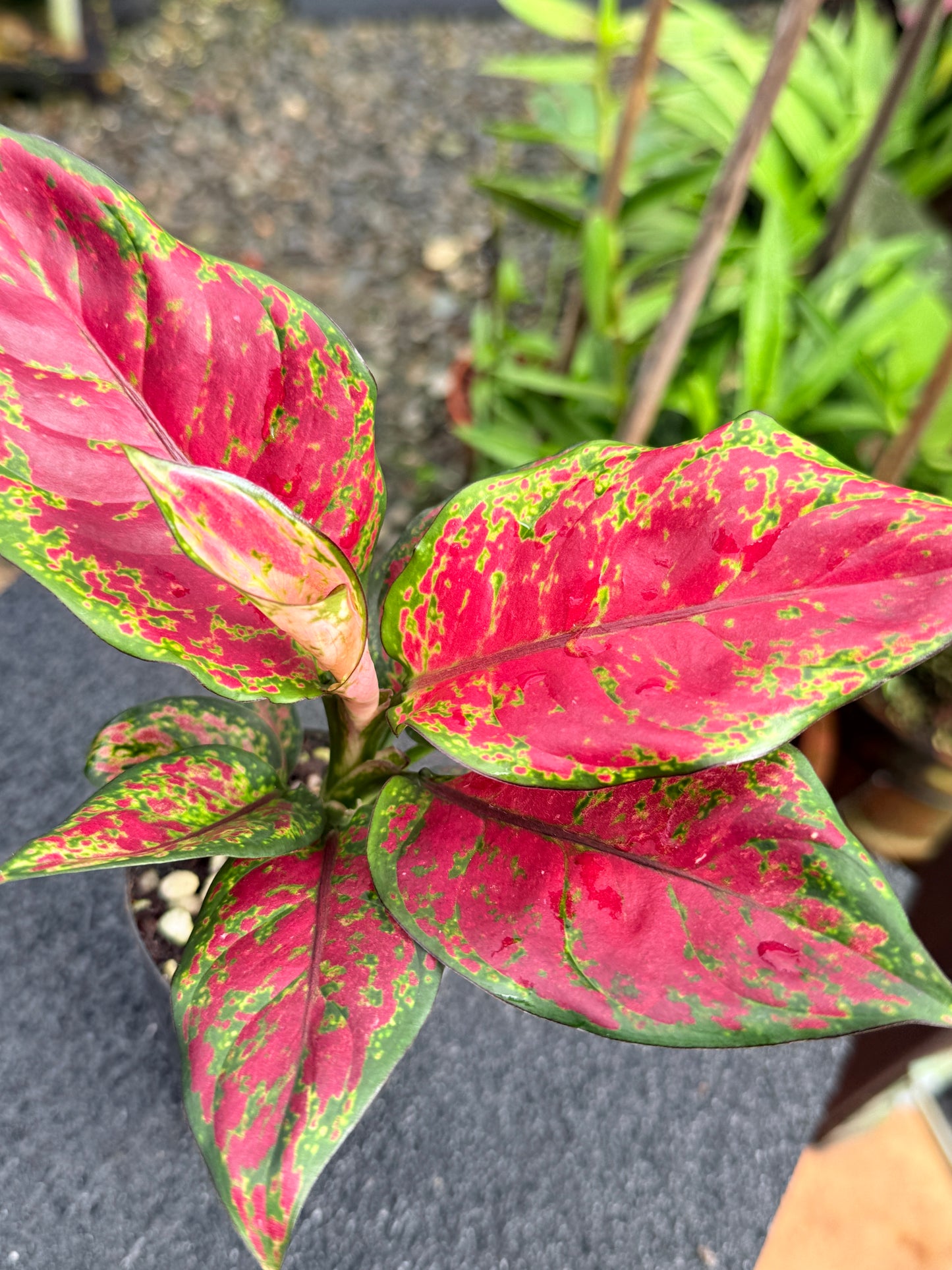 Aglaonema 'Black Maroon' K71