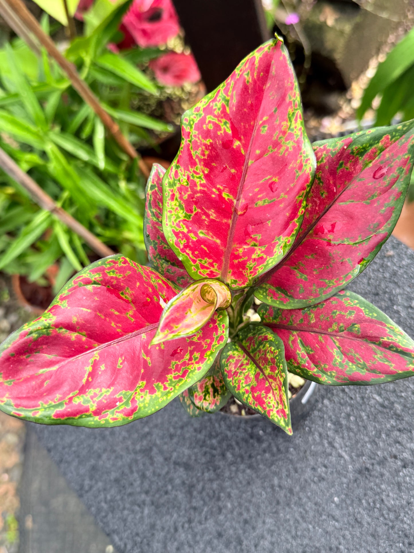 Aglaonema 'Black Maroon' K71