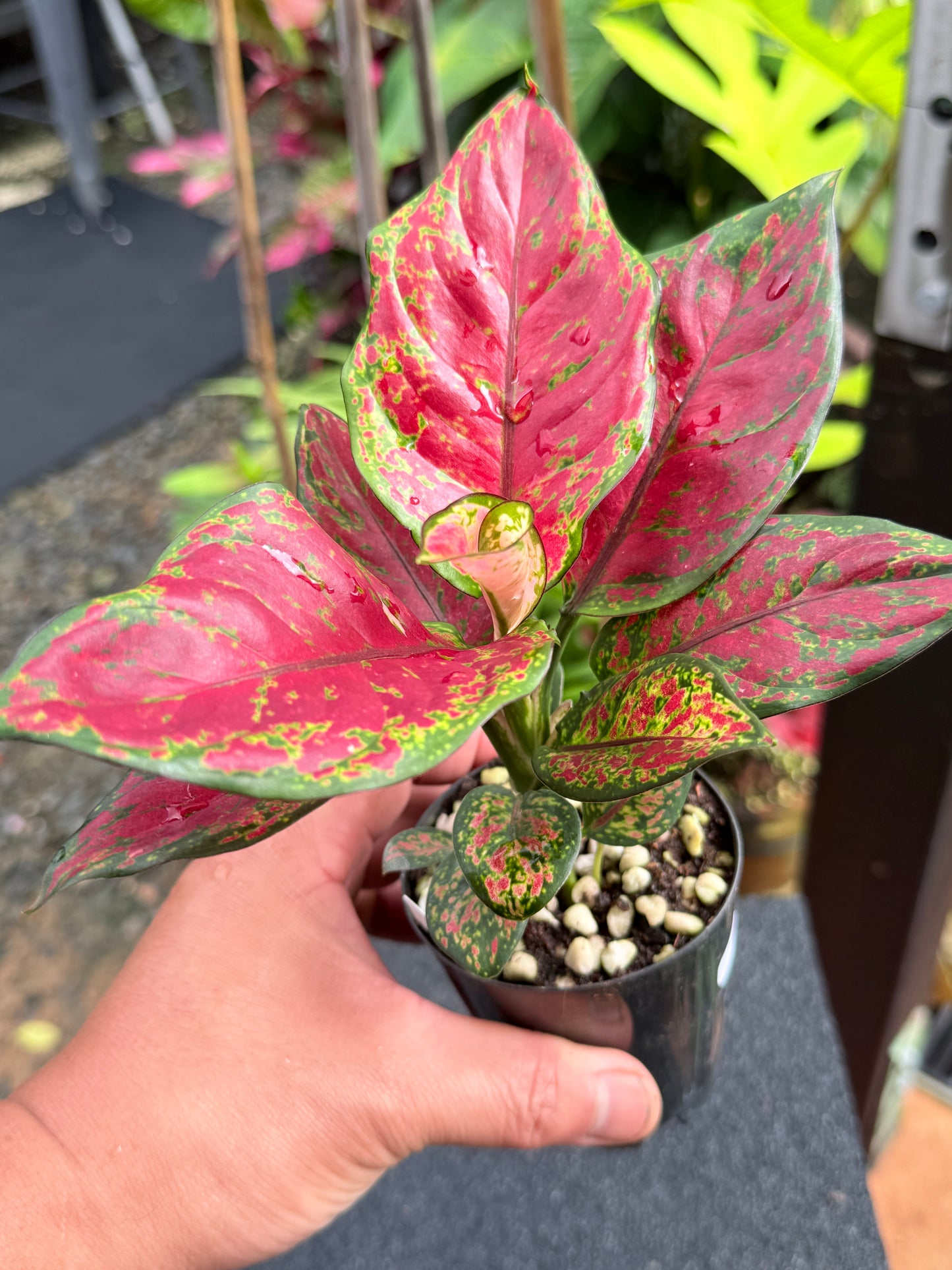 Aglaonema 'Black Maroon' K71