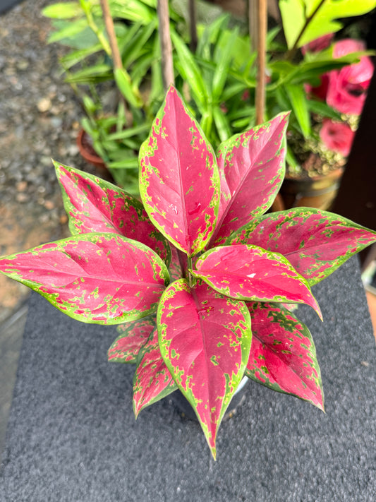 Aglaonema 'Black Maroon' K72