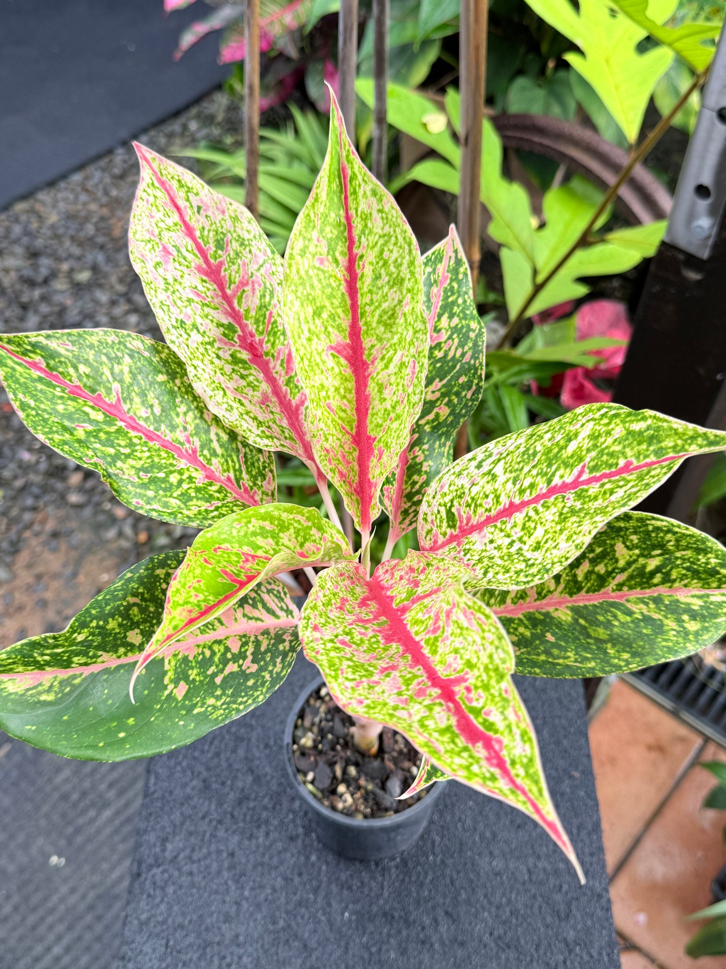 Aglaonema 'Night Sparkle Hybrid - Large K74