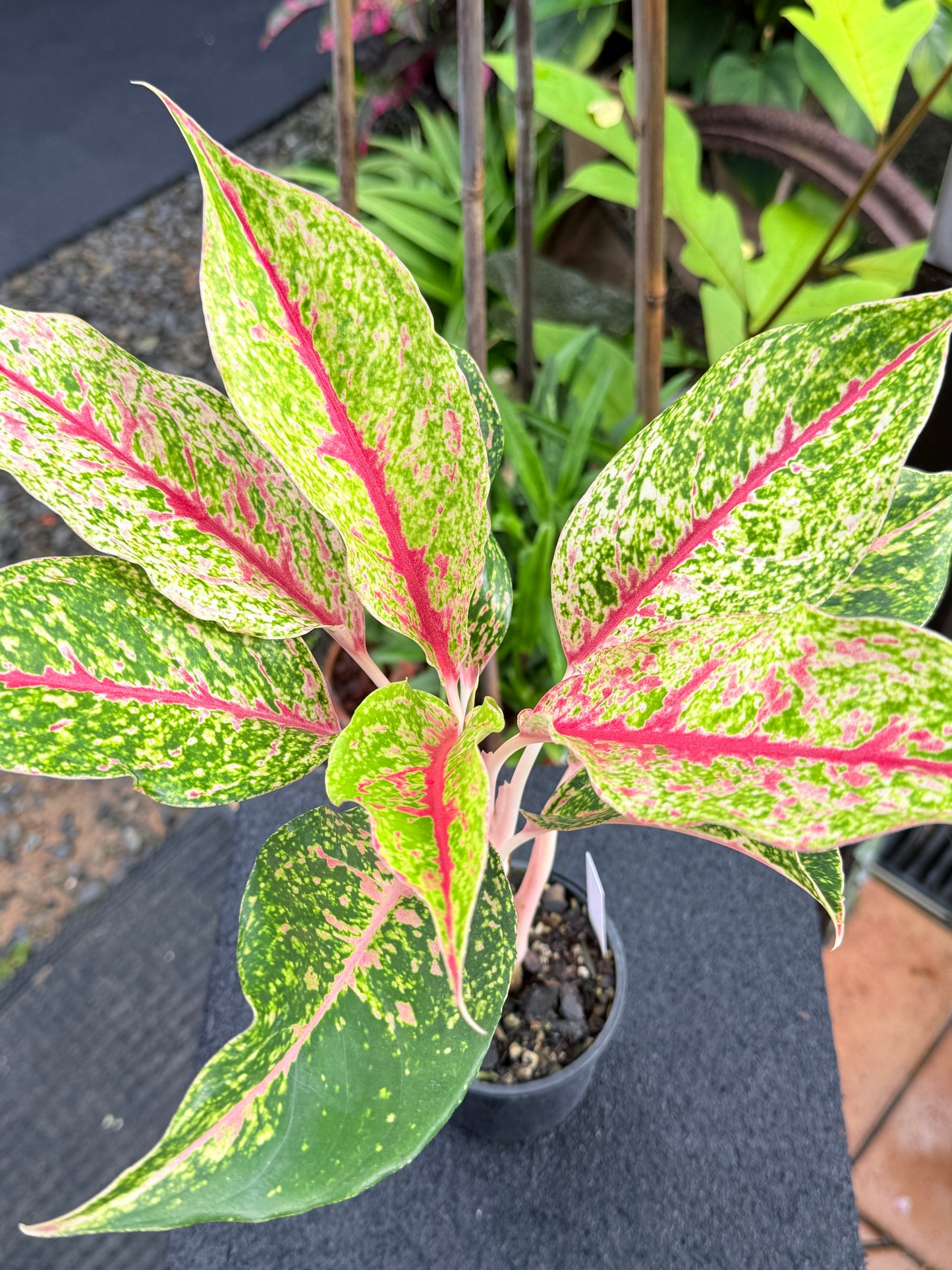 Aglaonema 'Night Sparkle Hybrid - Large K74