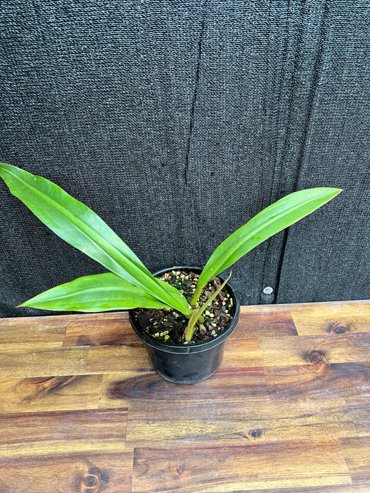 Philodendron 'Crassinervium' A18 (Uncommon)