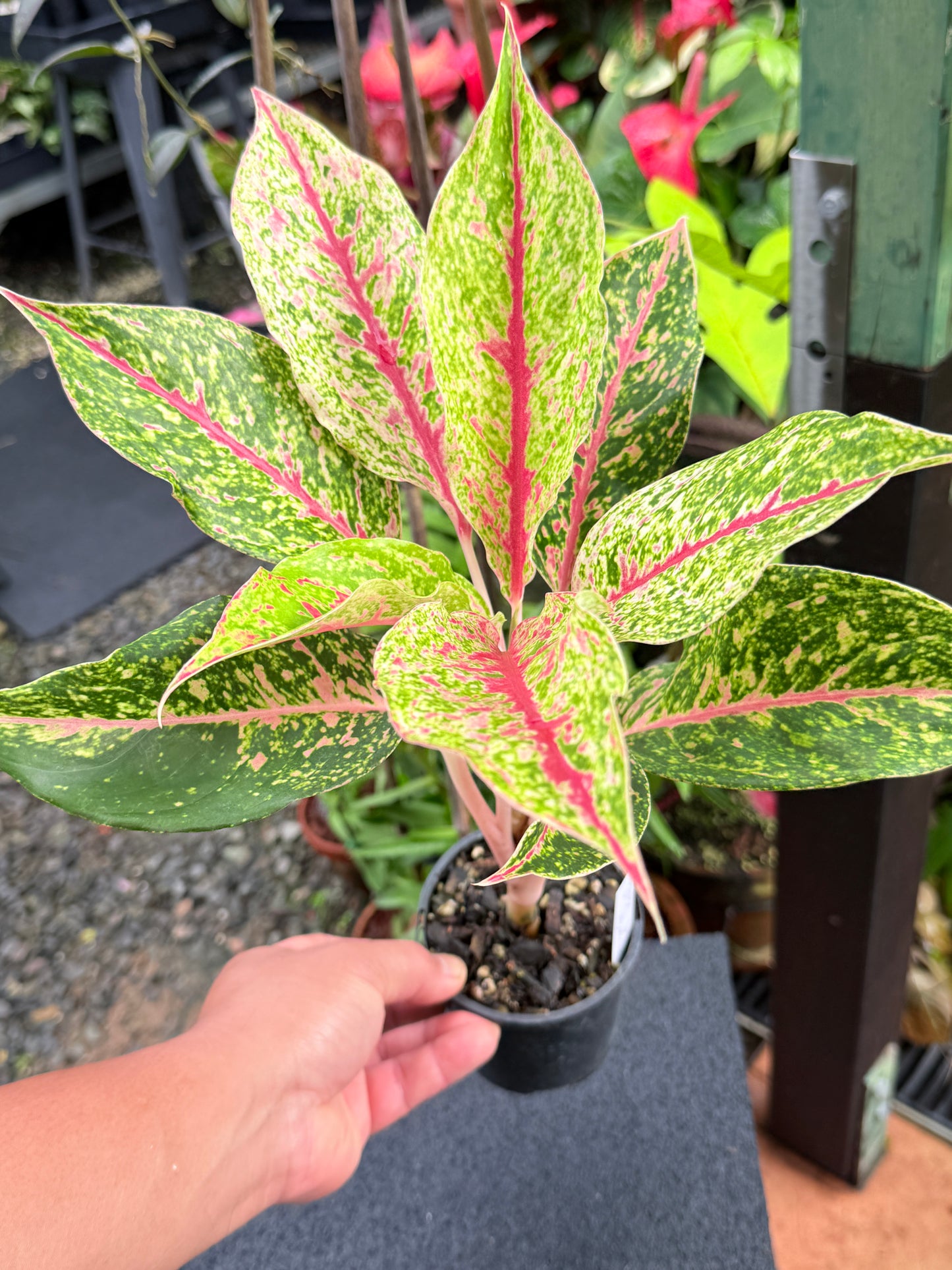Aglaonema 'Night Sparkle Hybrid - Large K75