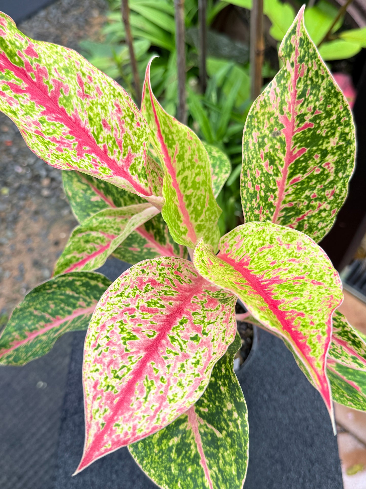 Aglaonema 'Night Sparkle Hybrid - Large K75