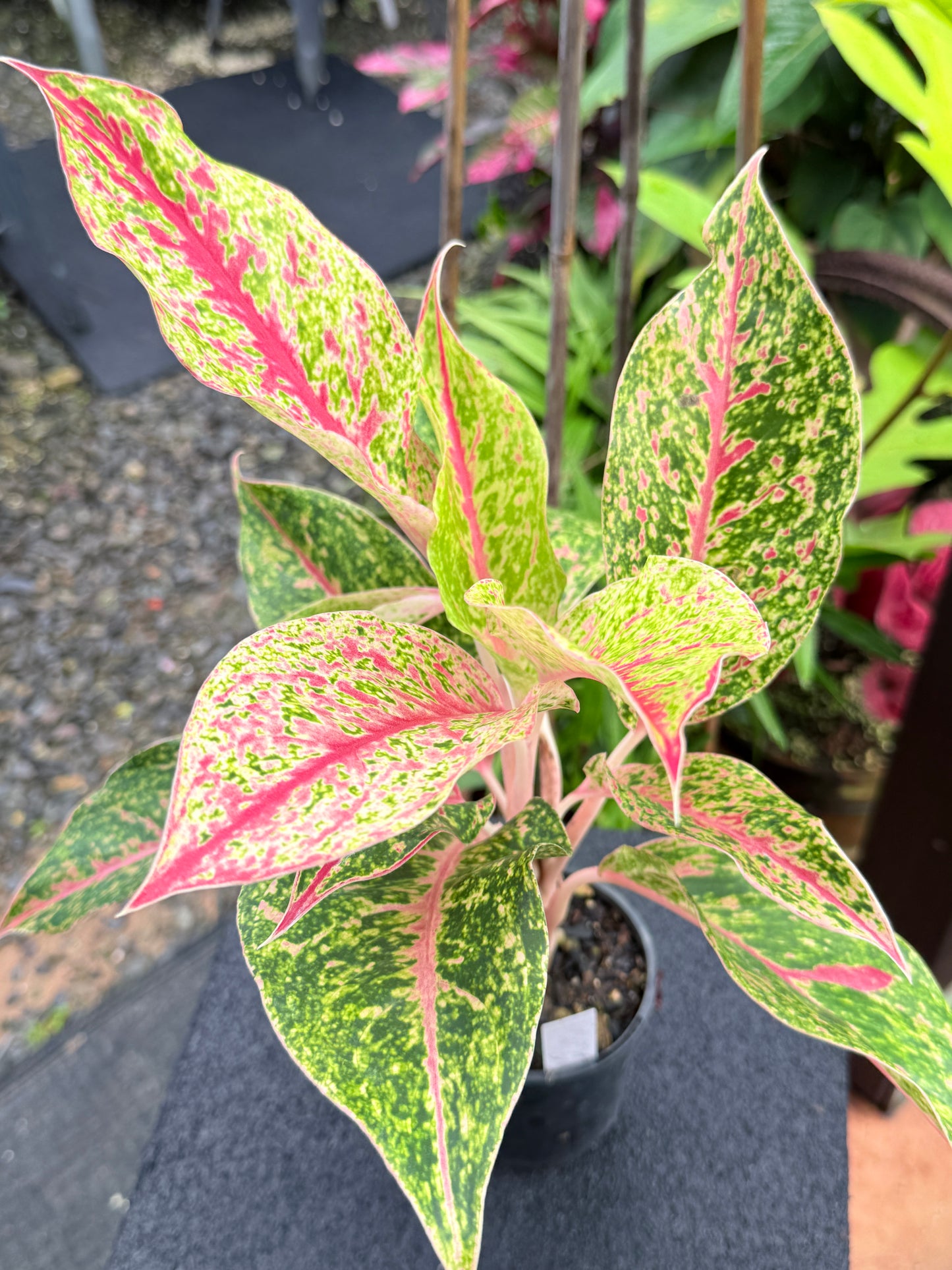 Aglaonema 'Night Sparkle Hybrid - Large K75