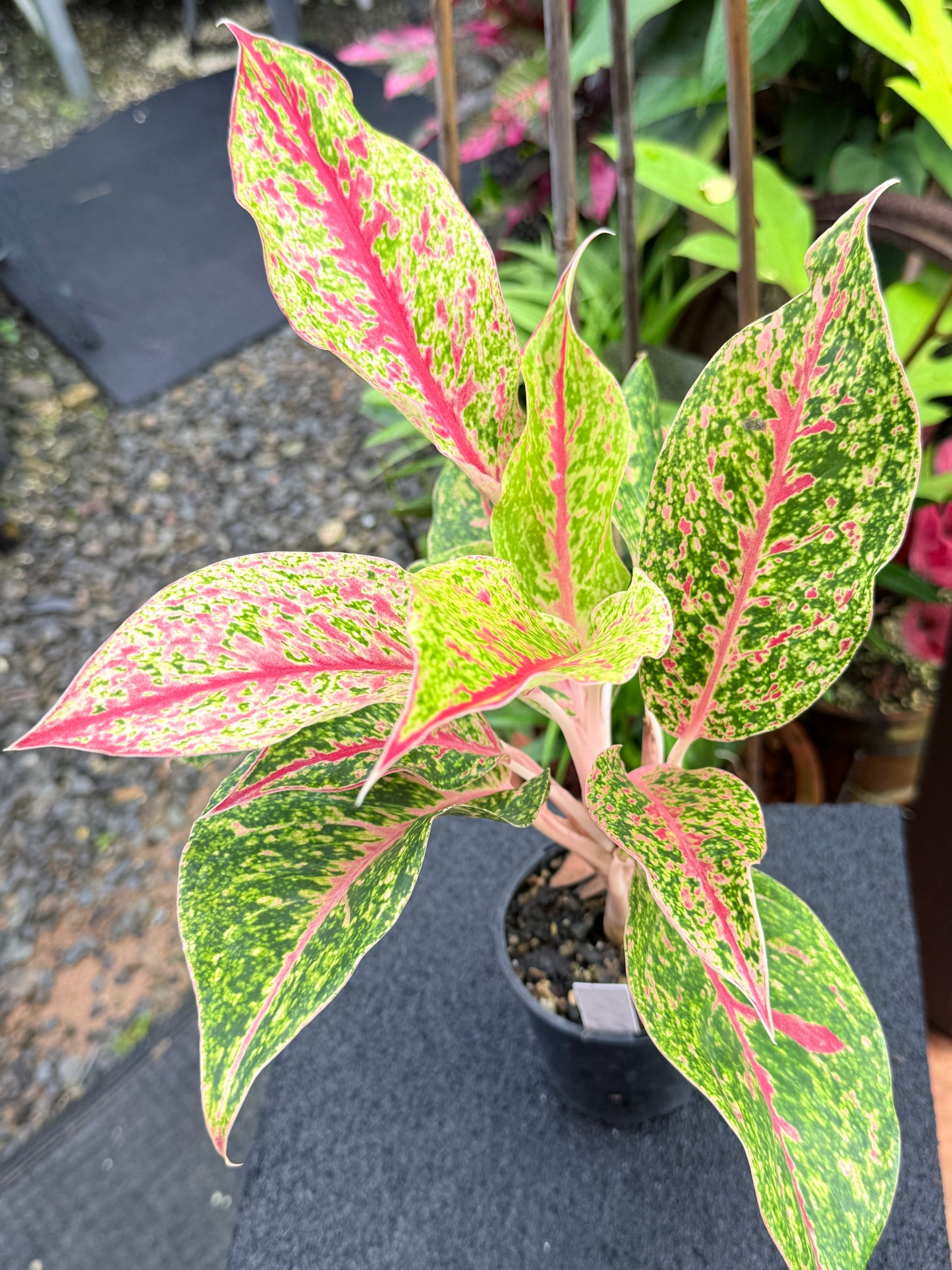 Aglaonema 'Night Sparkle Hybrid - Large K75