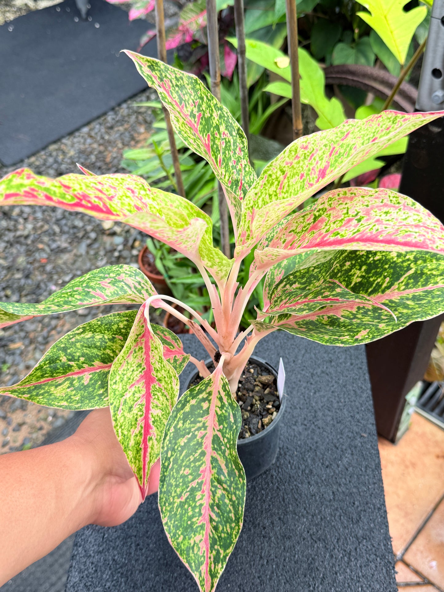 Aglaonema 'Night Sparkle Hybrid - Large K75