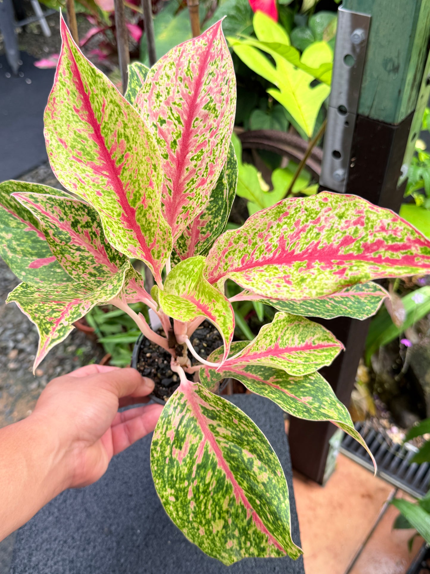 Aglaonema 'Night Sparkle Hybrid - Large K75