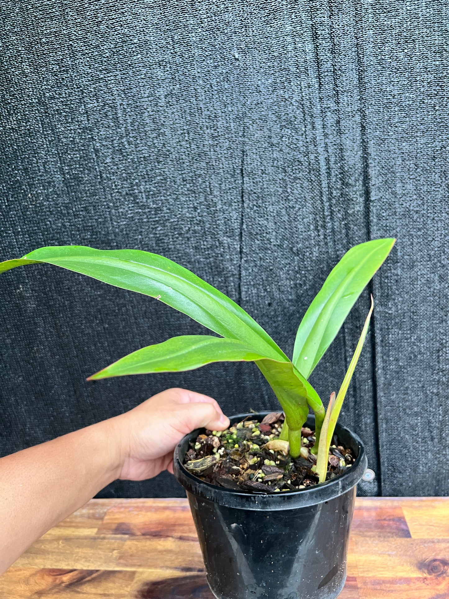 Philodendron 'Crassinervium' A18 (Uncommon)