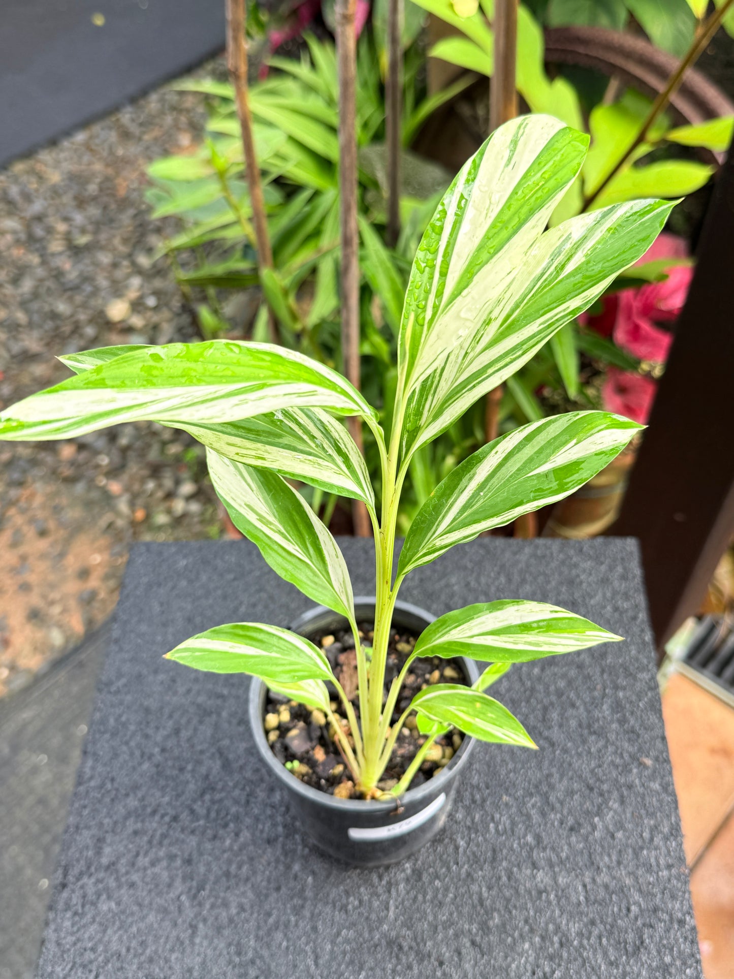 Alpinia vittata 'Variegated Striped Narrow Leaf Ginger' K79