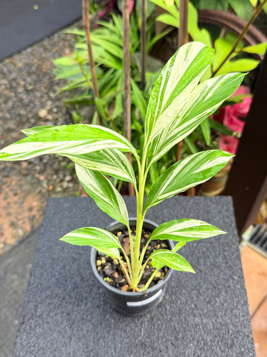 Alpinia vittata 'Variegated Striped Narrow Leaf Ginger' K79