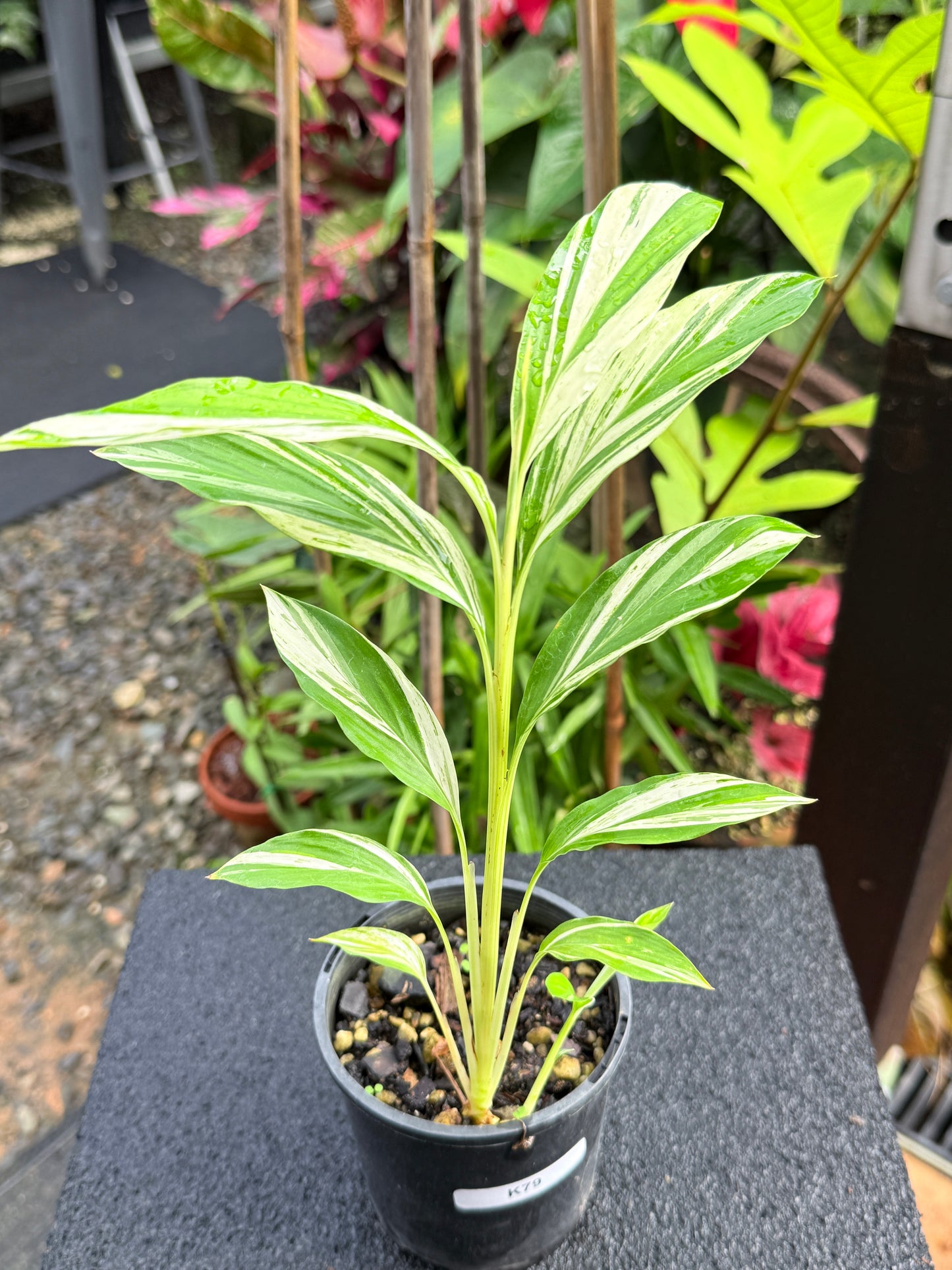 Alpinia vittata 'Variegated Striped Narrow Leaf Ginger' K79