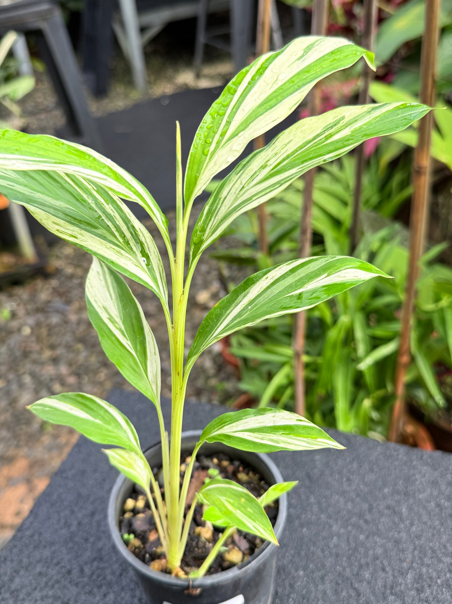 Alpinia vittata 'Variegated Striped Narrow Leaf Ginger' K79