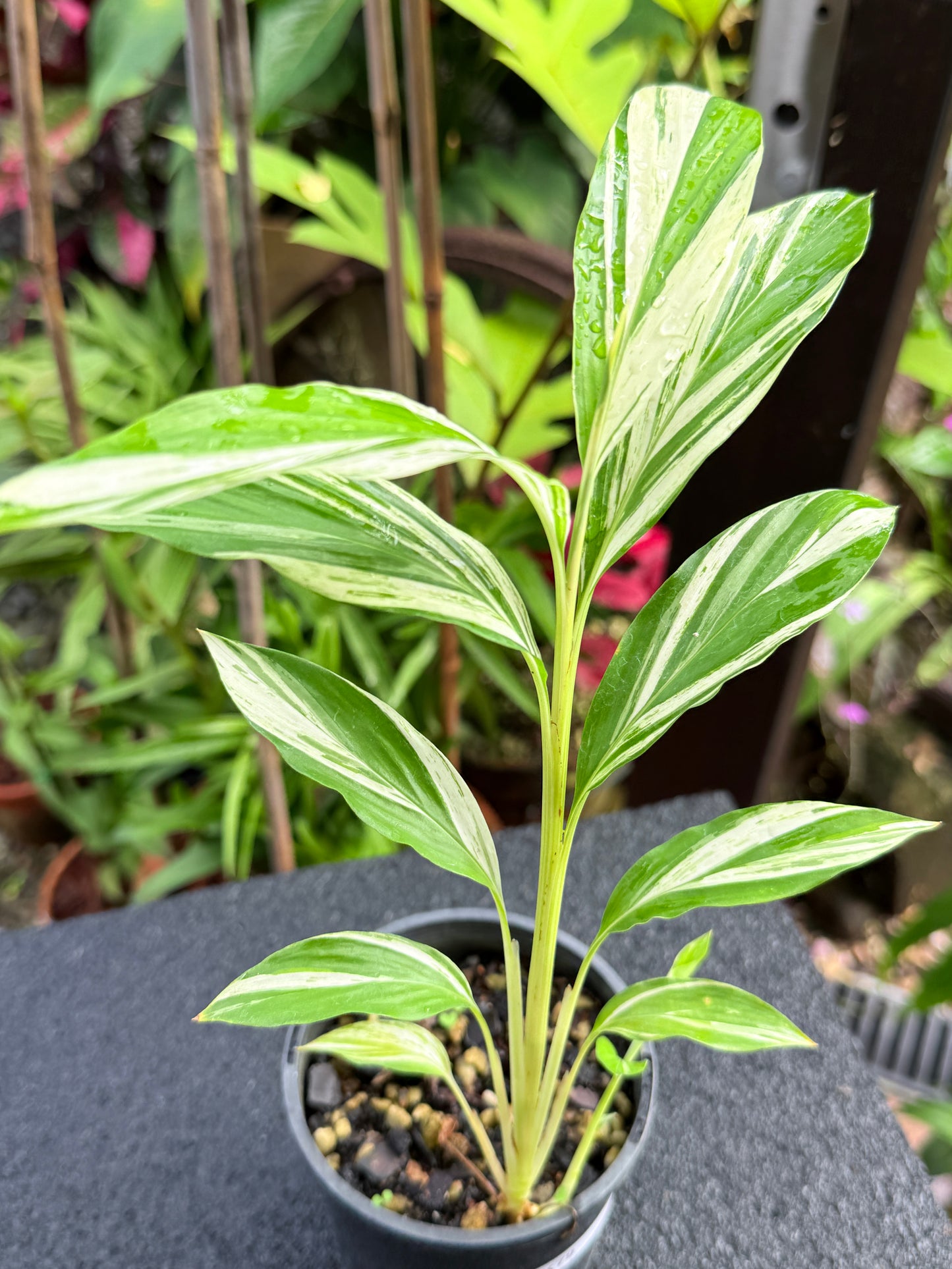 Alpinia vittata 'Variegated Striped Narrow Leaf Ginger' K79