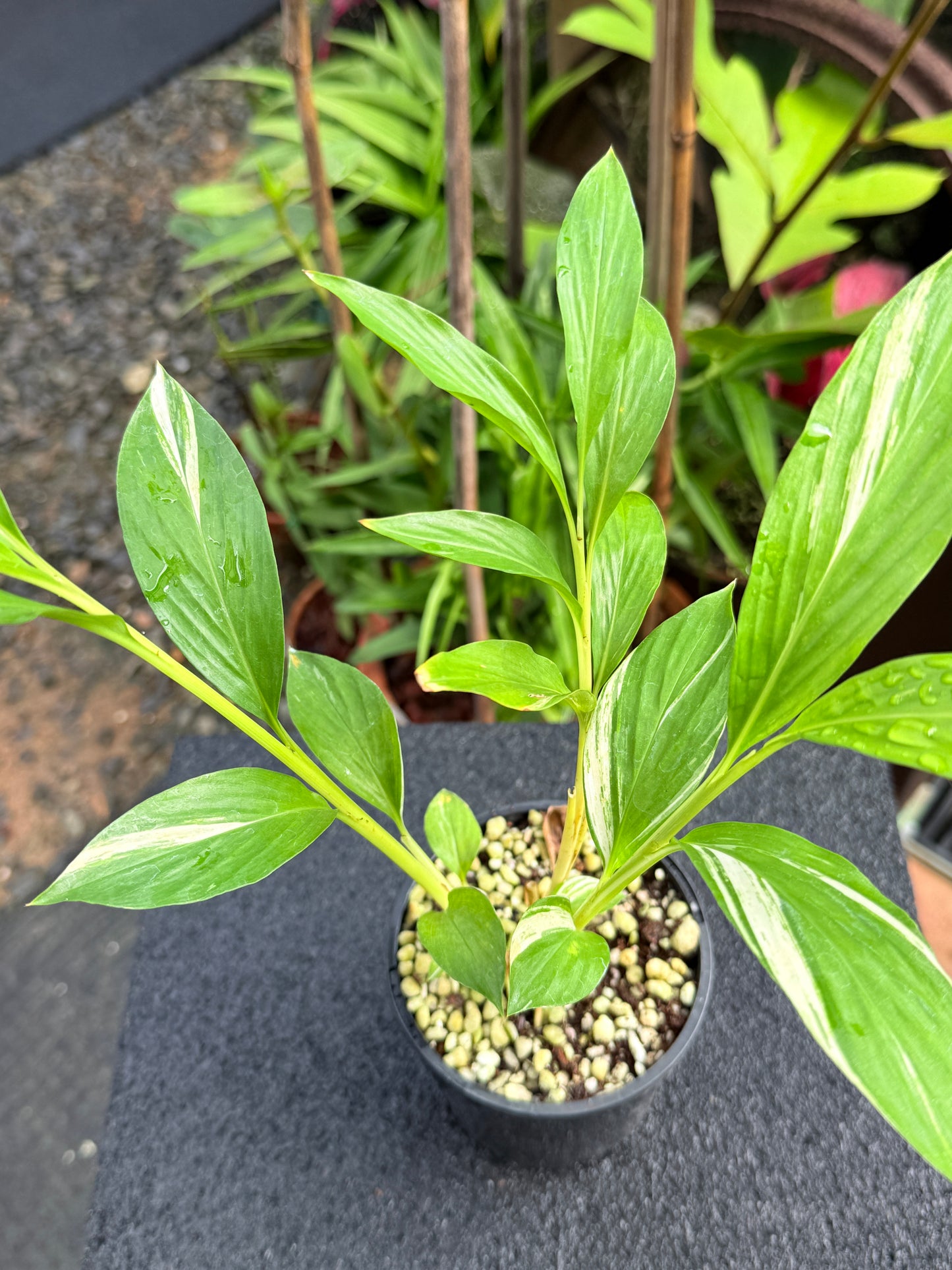 Alpinia vittata 'Variegated Striped Narrow Leaf Ginger' K78