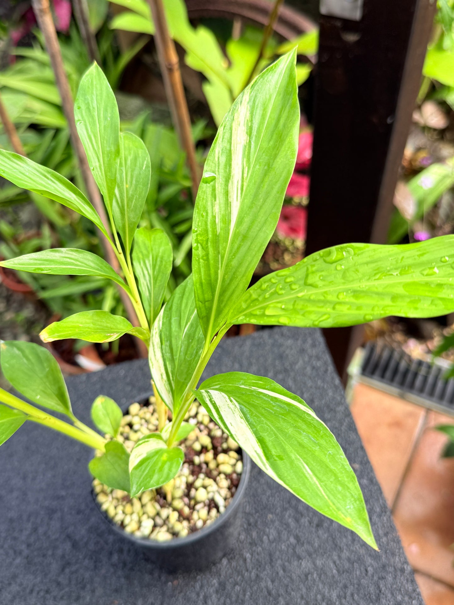 Alpinia vittata 'Variegated Striped Narrow Leaf Ginger' K78
