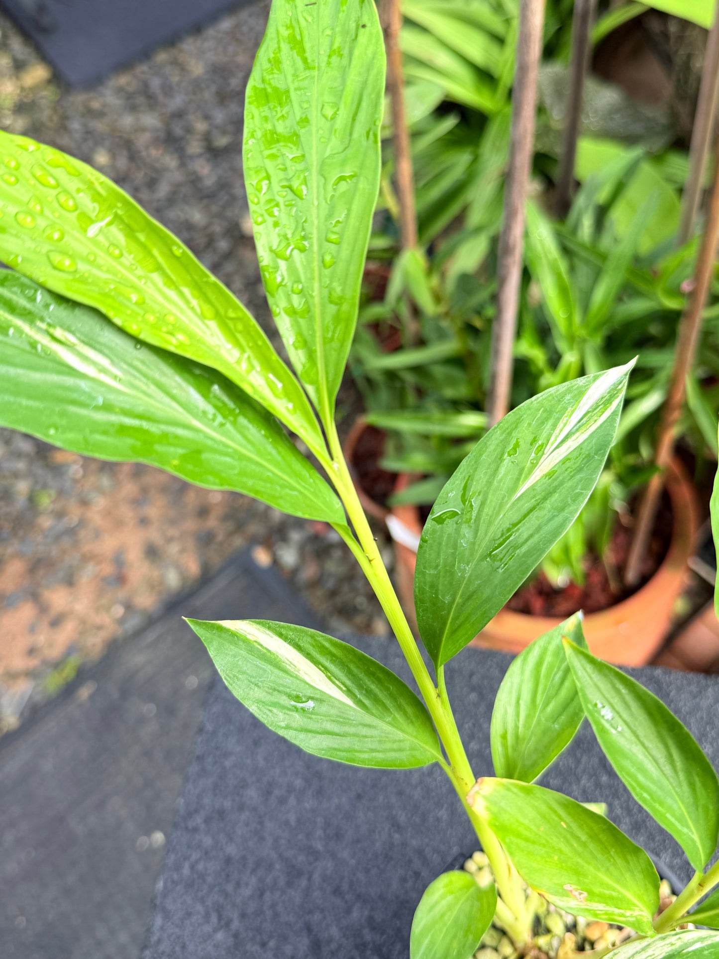 Alpinia vittata 'Variegated Striped Narrow Leaf Ginger' K78