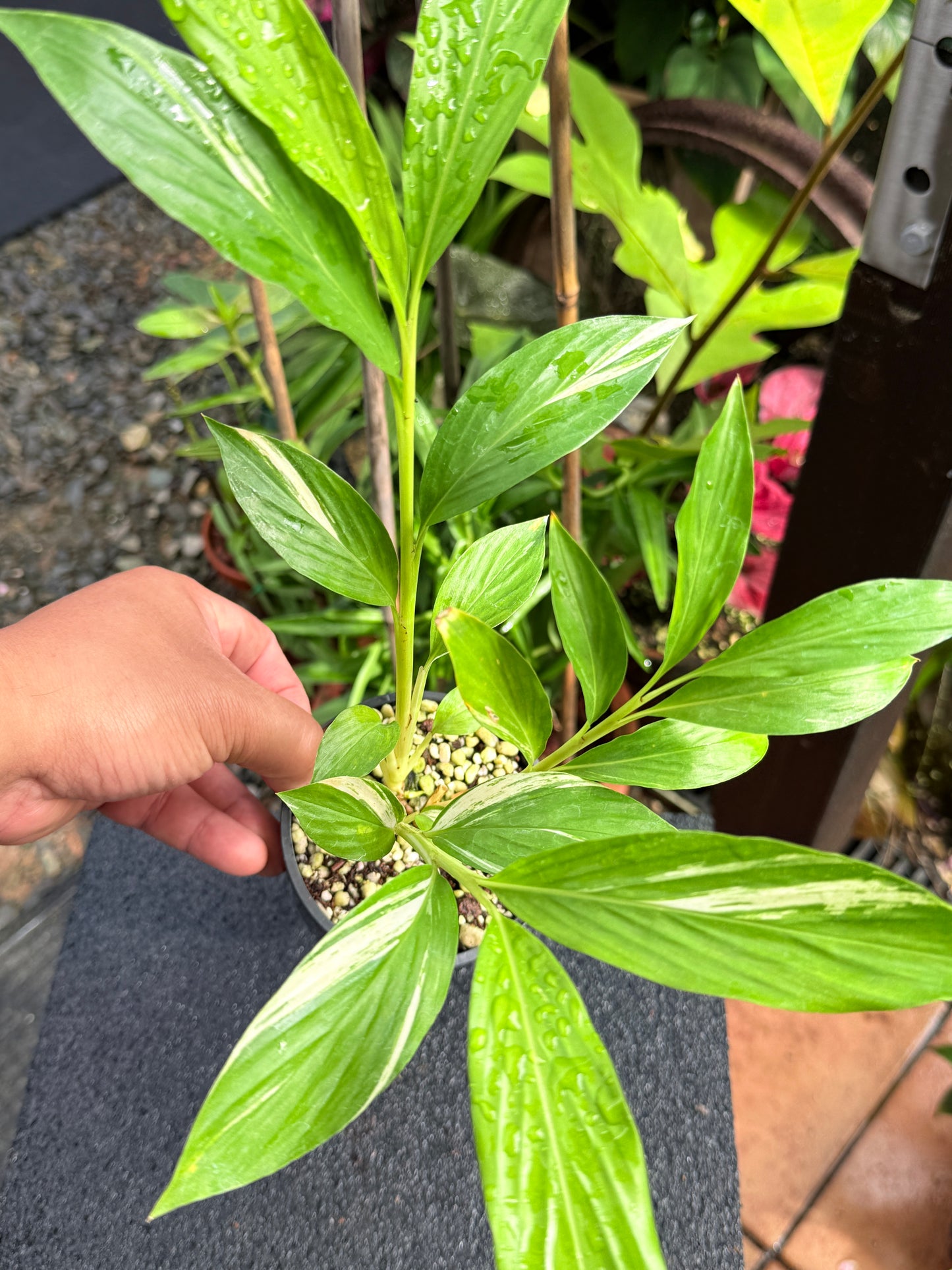 Alpinia vittata 'Variegated Striped Narrow Leaf Ginger' K78