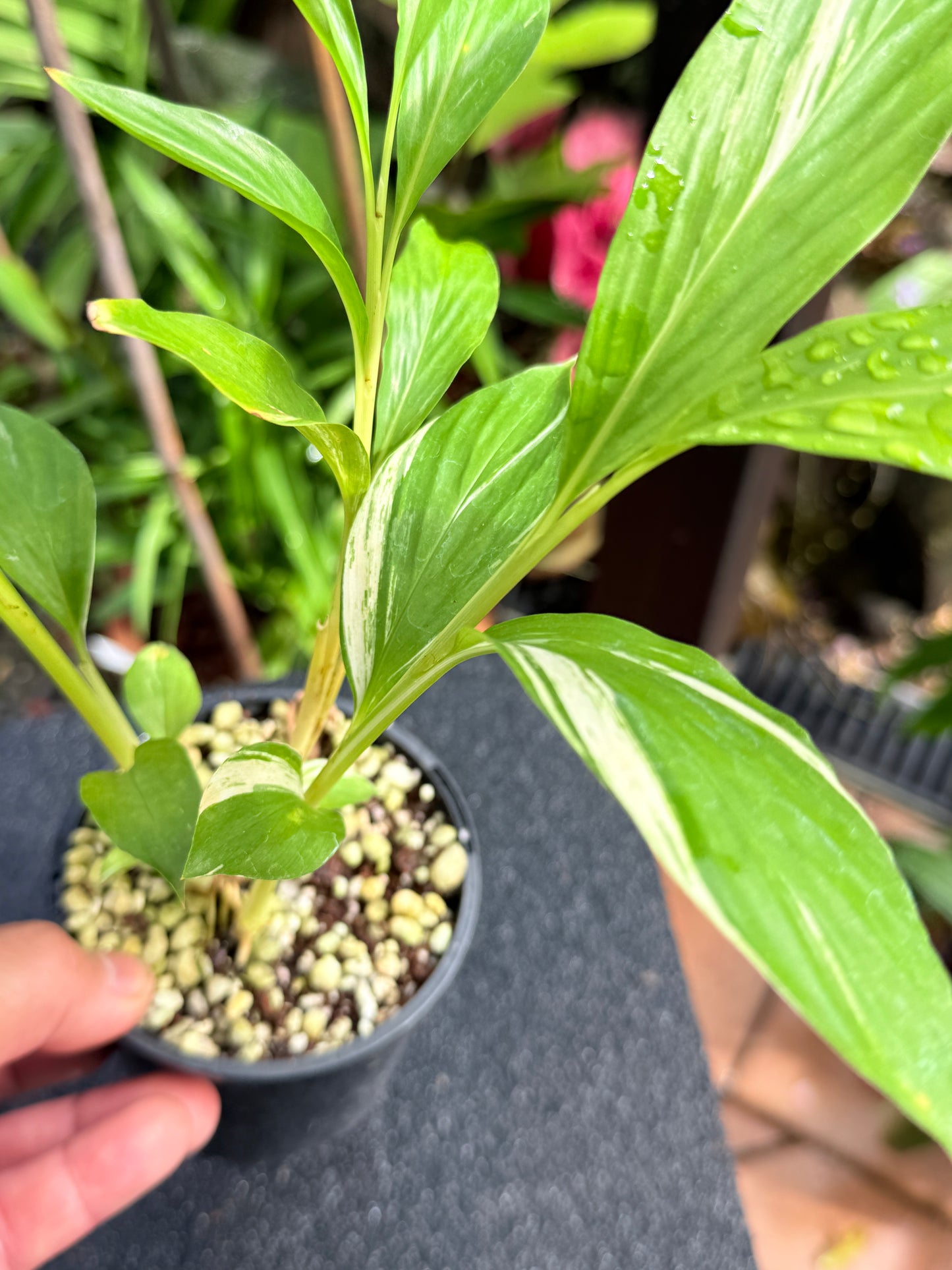 Alpinia vittata 'Variegated Striped Narrow Leaf Ginger' K78