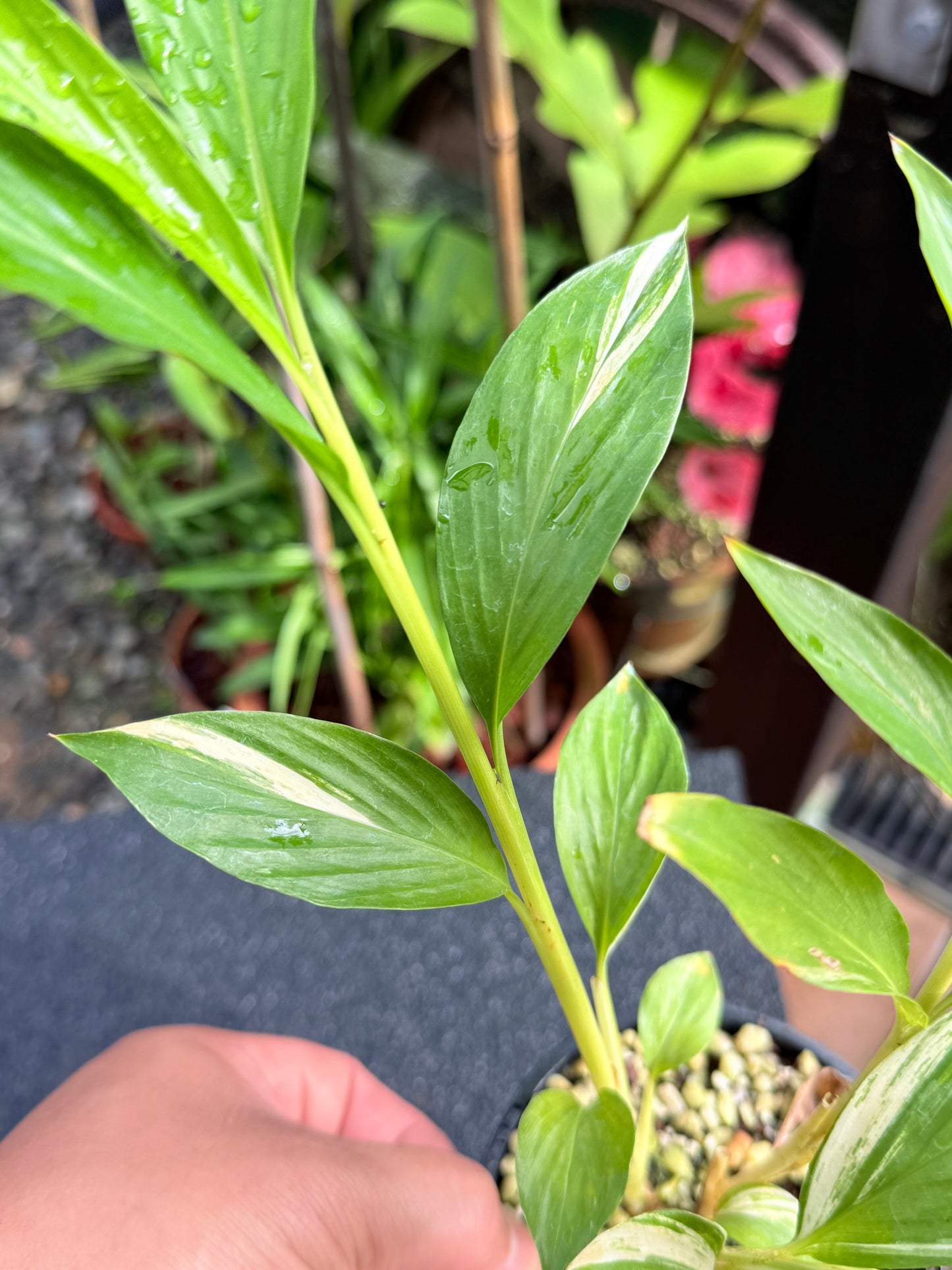 Alpinia vittata 'Variegated Striped Narrow Leaf Ginger' K78