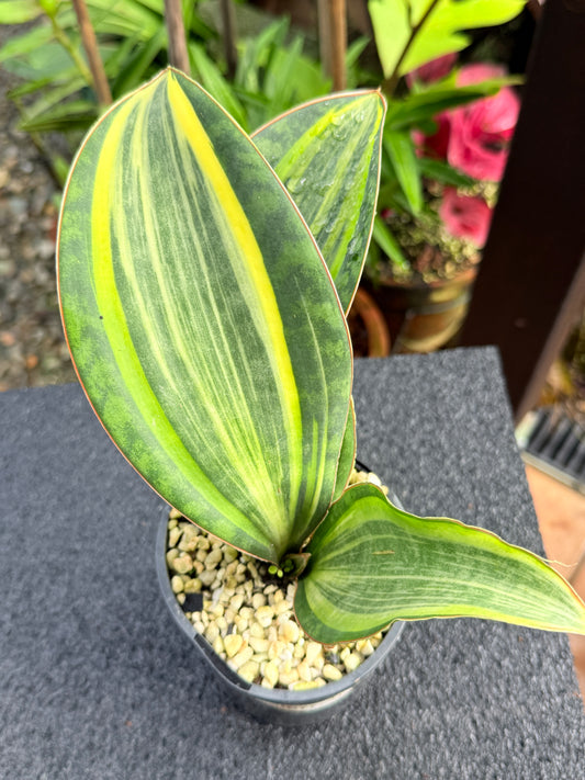 Sansevieria masoniana 'Variegated Whale Fin' B77