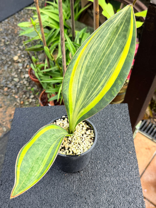 Sansevieria masoniana 'Variegated Whale Fin' K80