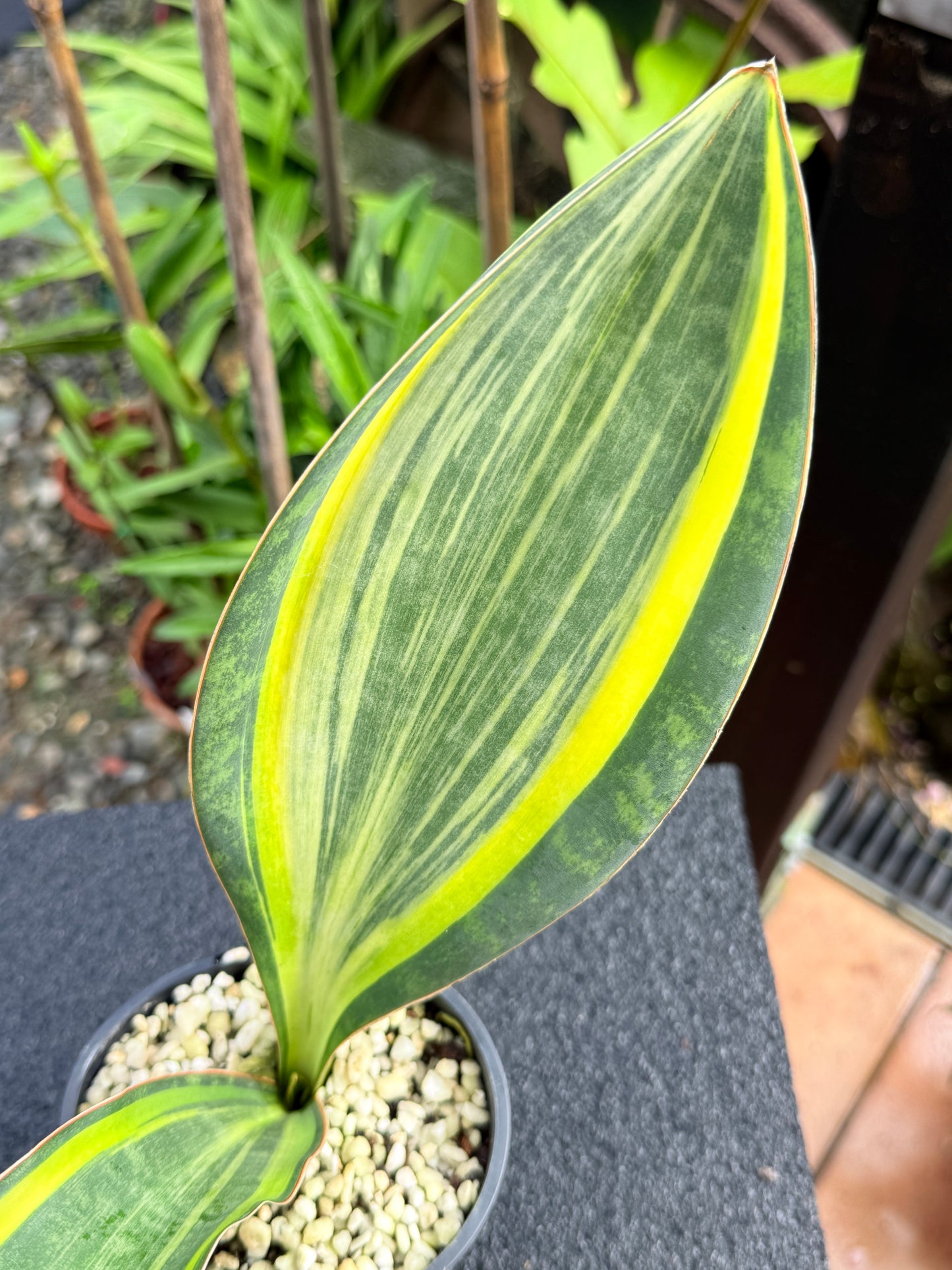 Sansevieria masoniana 'Variegated Whale Fin' K80