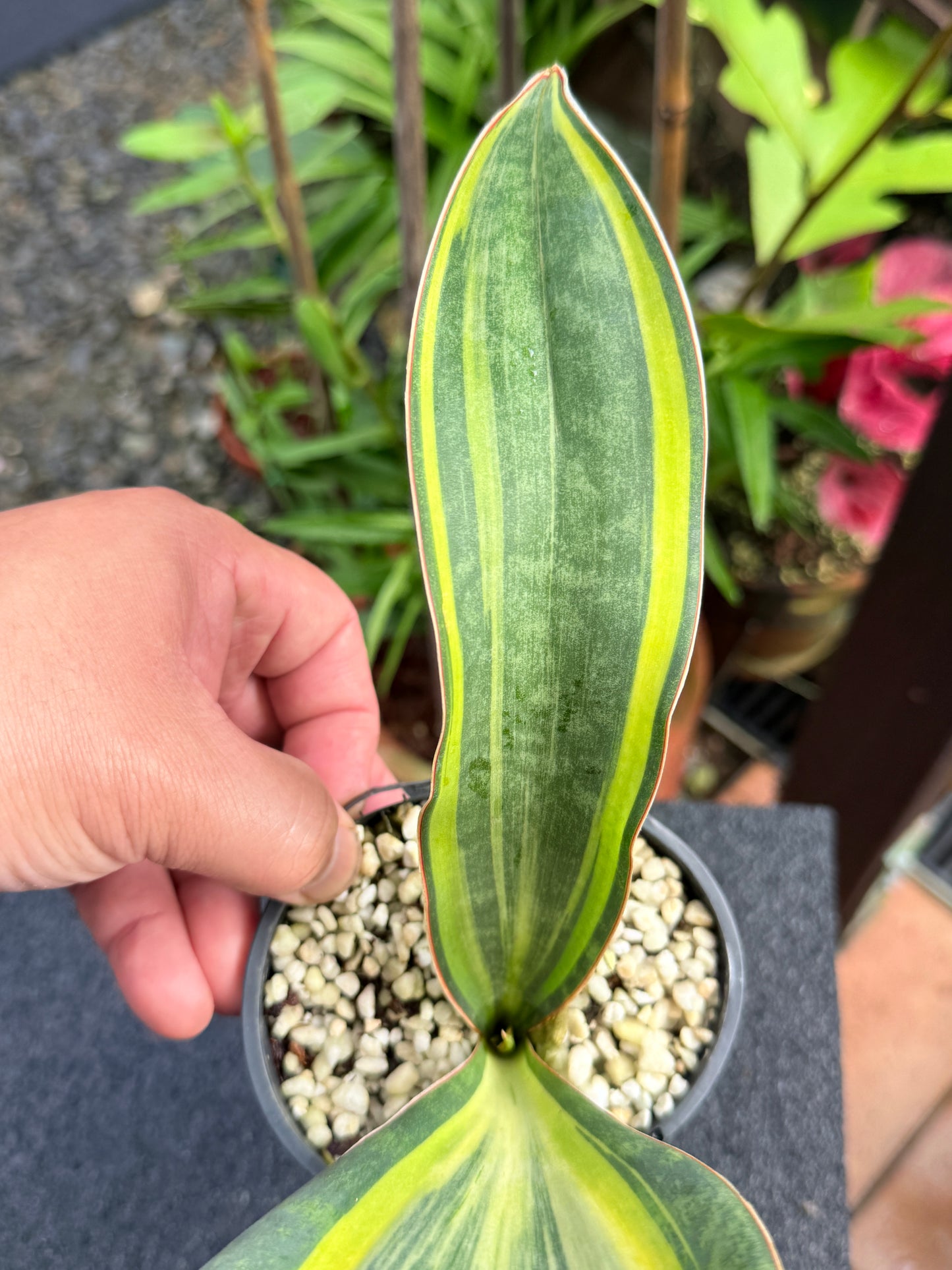 Sansevieria masoniana 'Variegated Whale Fin' K80