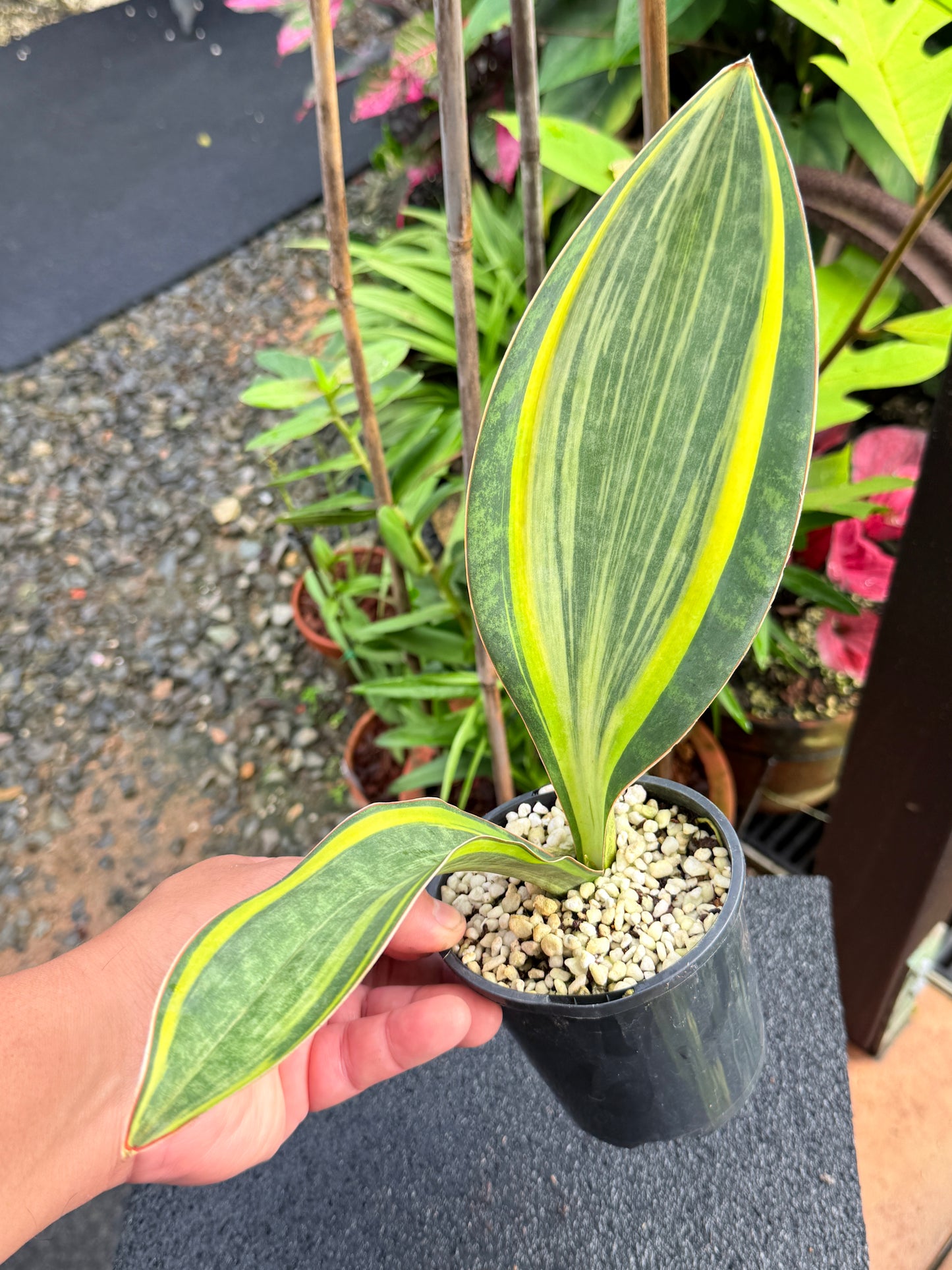 Sansevieria masoniana 'Variegated Whale Fin' K80
