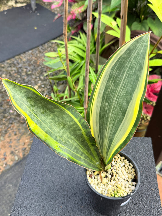 Sansevieria masoniana 'Variegated Whale Fin' K81