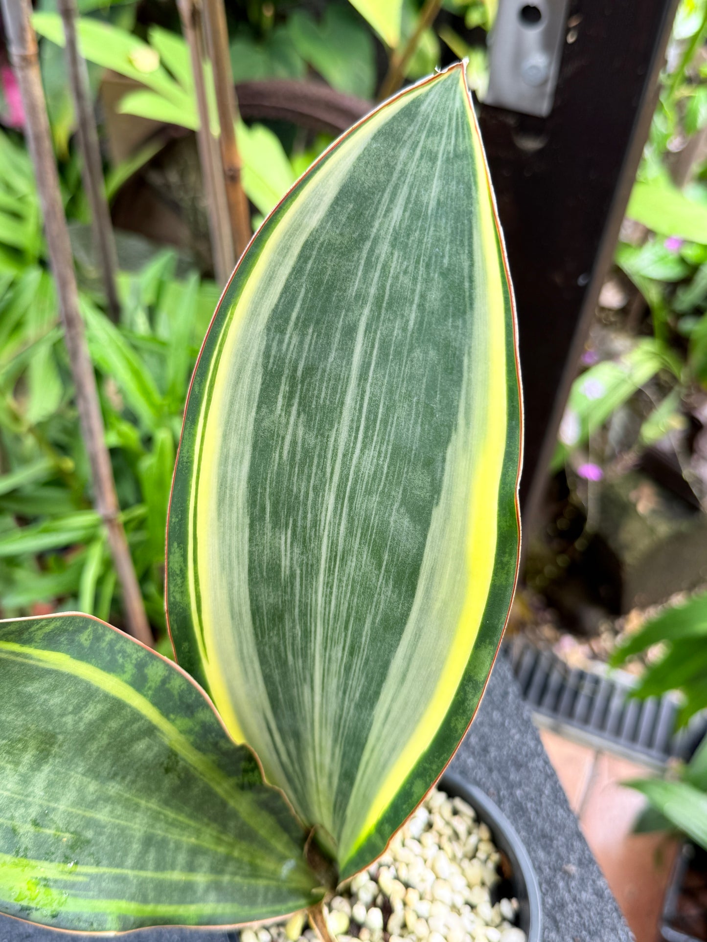 Sansevieria masoniana 'Variegated Whale Fin' K81