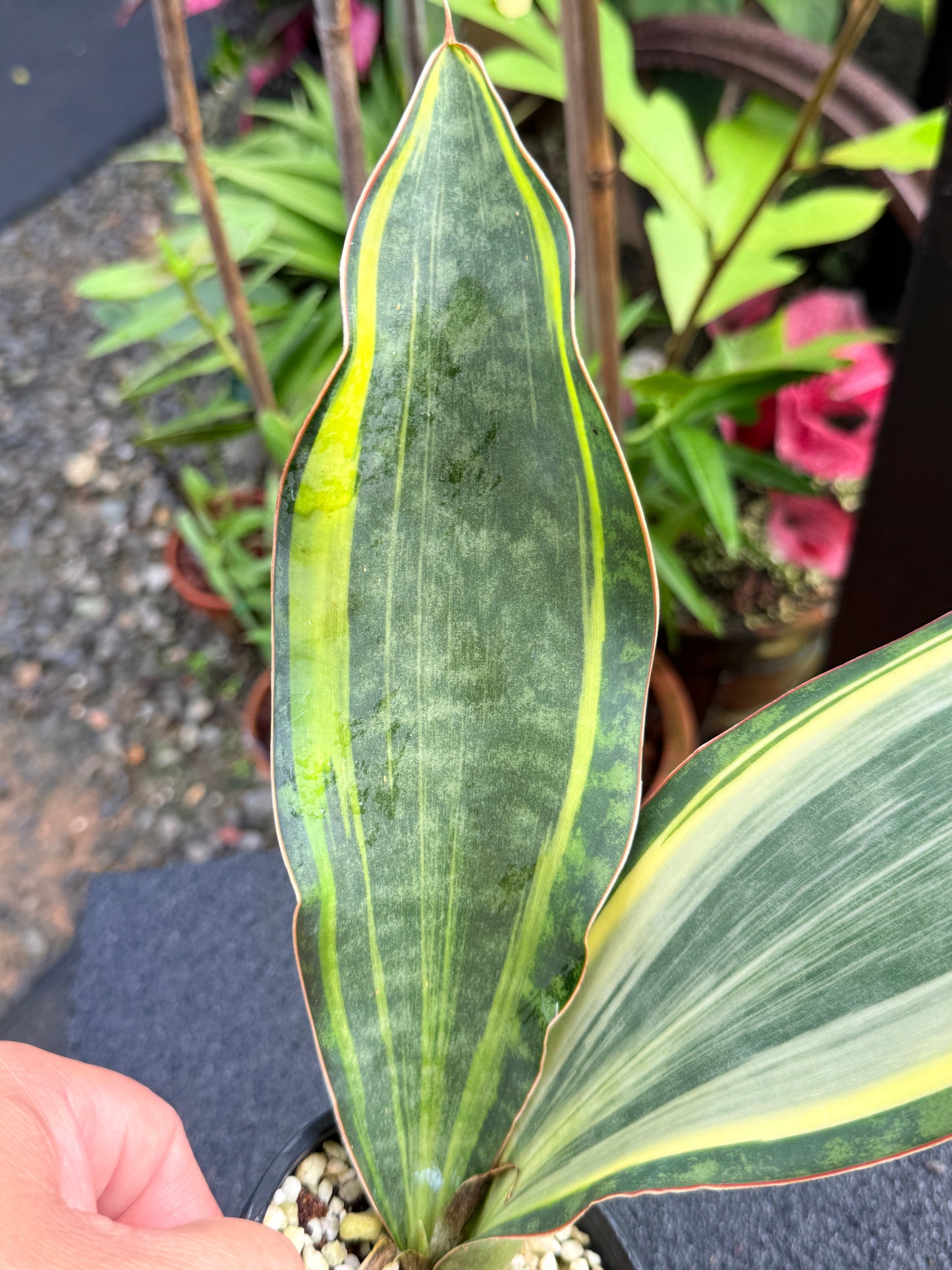 Sansevieria masoniana 'Variegated Whale Fin' K81