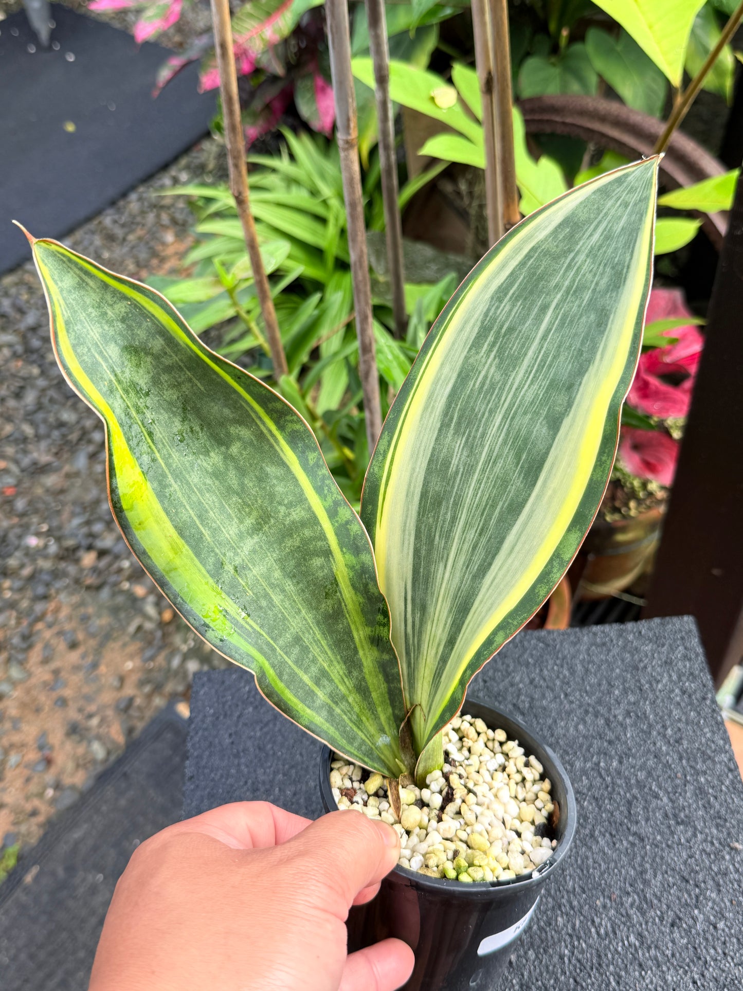 Sansevieria masoniana 'Variegated Whale Fin' K81