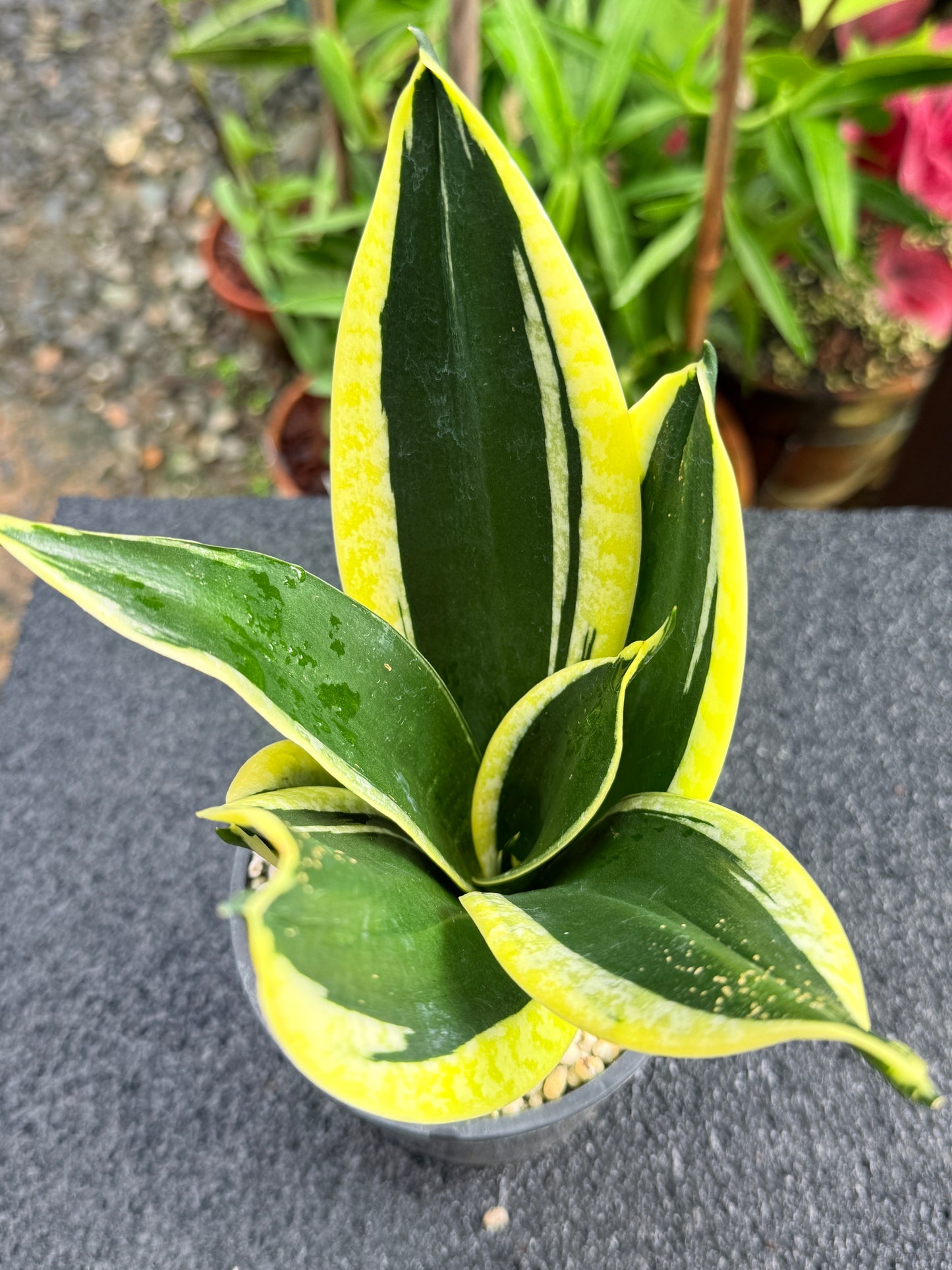 Sansevieria 'Lotus Hahnii' K82
