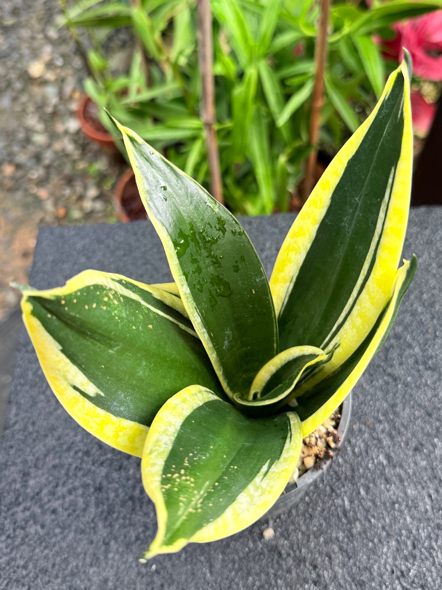 Sansevieria 'Lotus Hahnii' K82