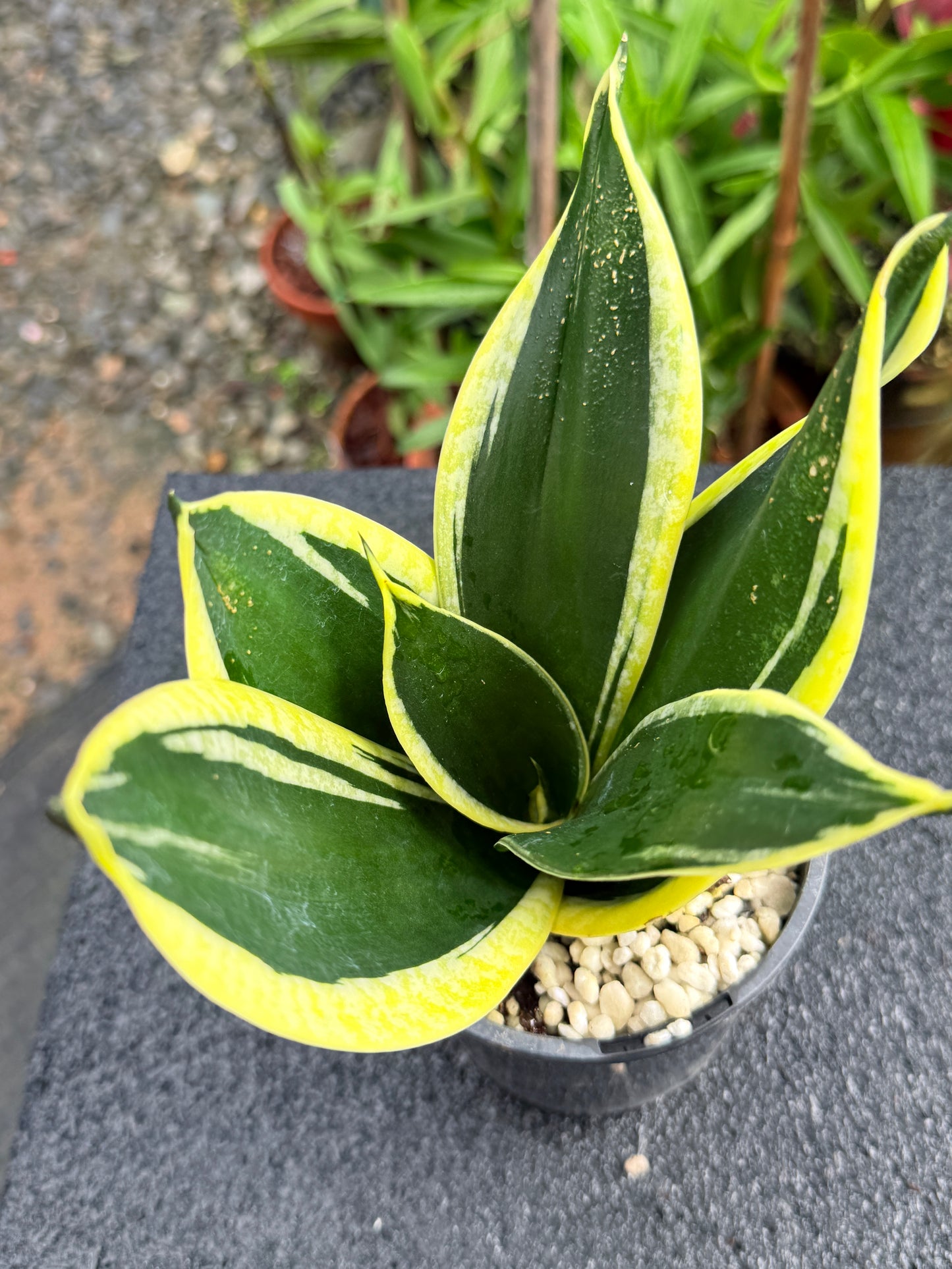 Sansevieria 'Lotus Hahnii' K82