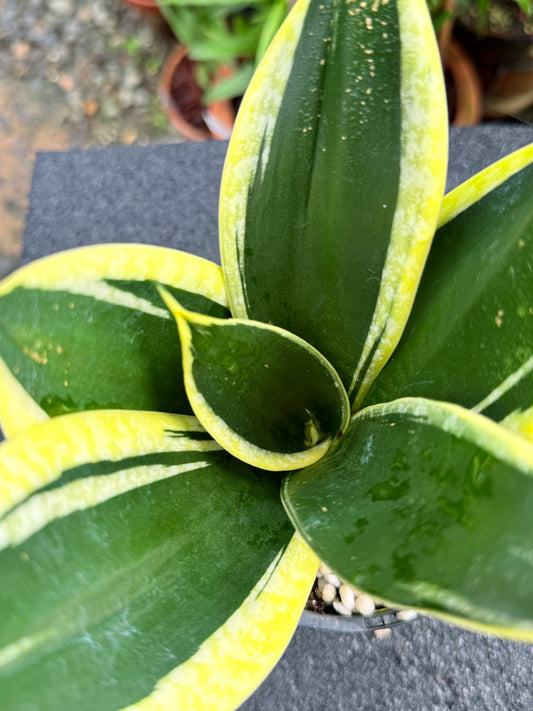 Sansevieria 'Lotus Hahnii' K82