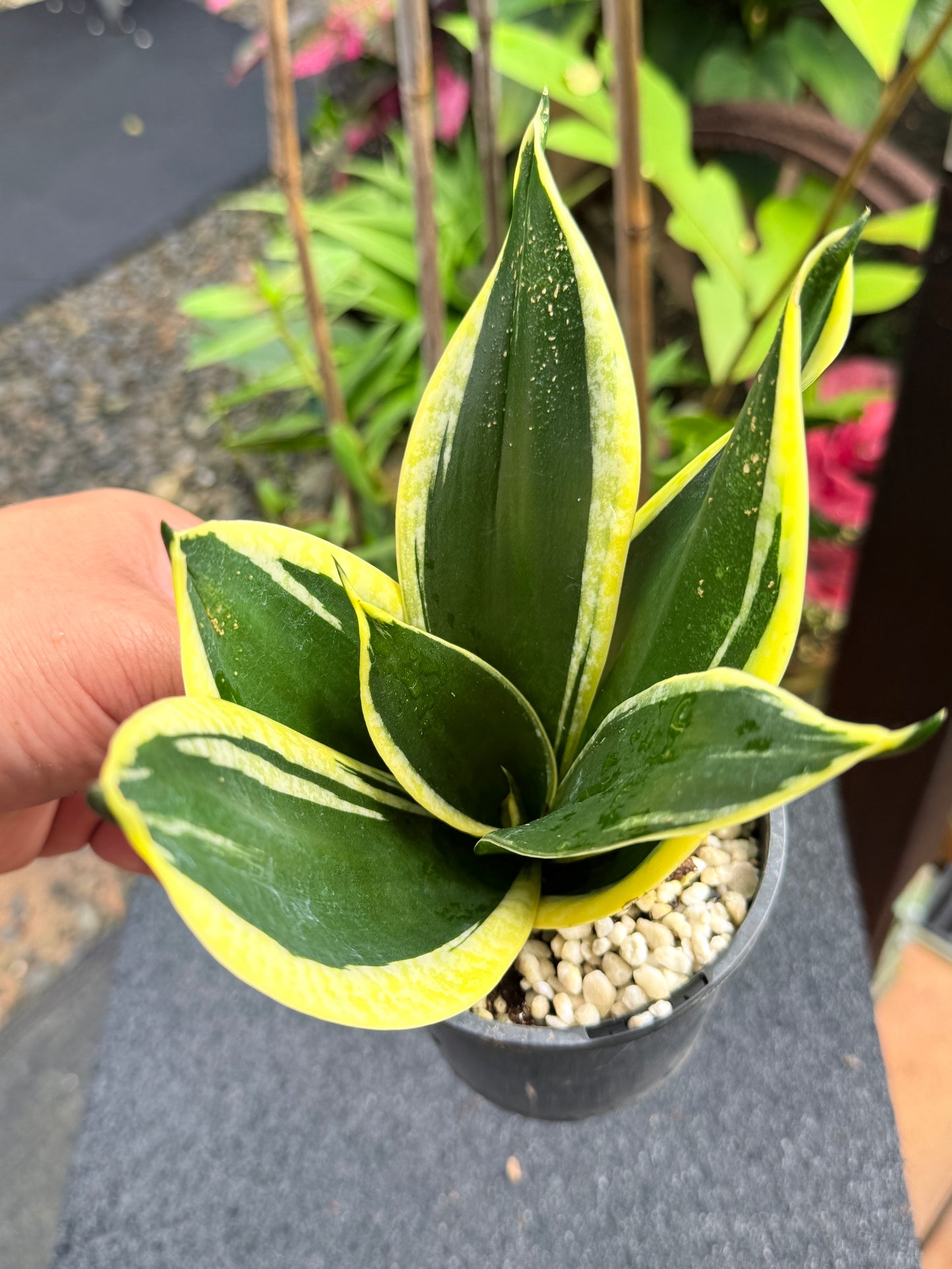 Sansevieria 'Lotus Hahnii' K82