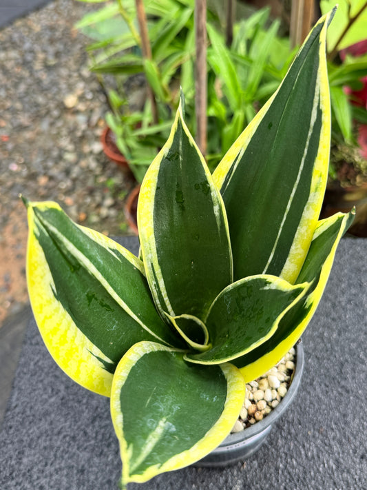 Sansevieria 'Lotus Hahnii' K84