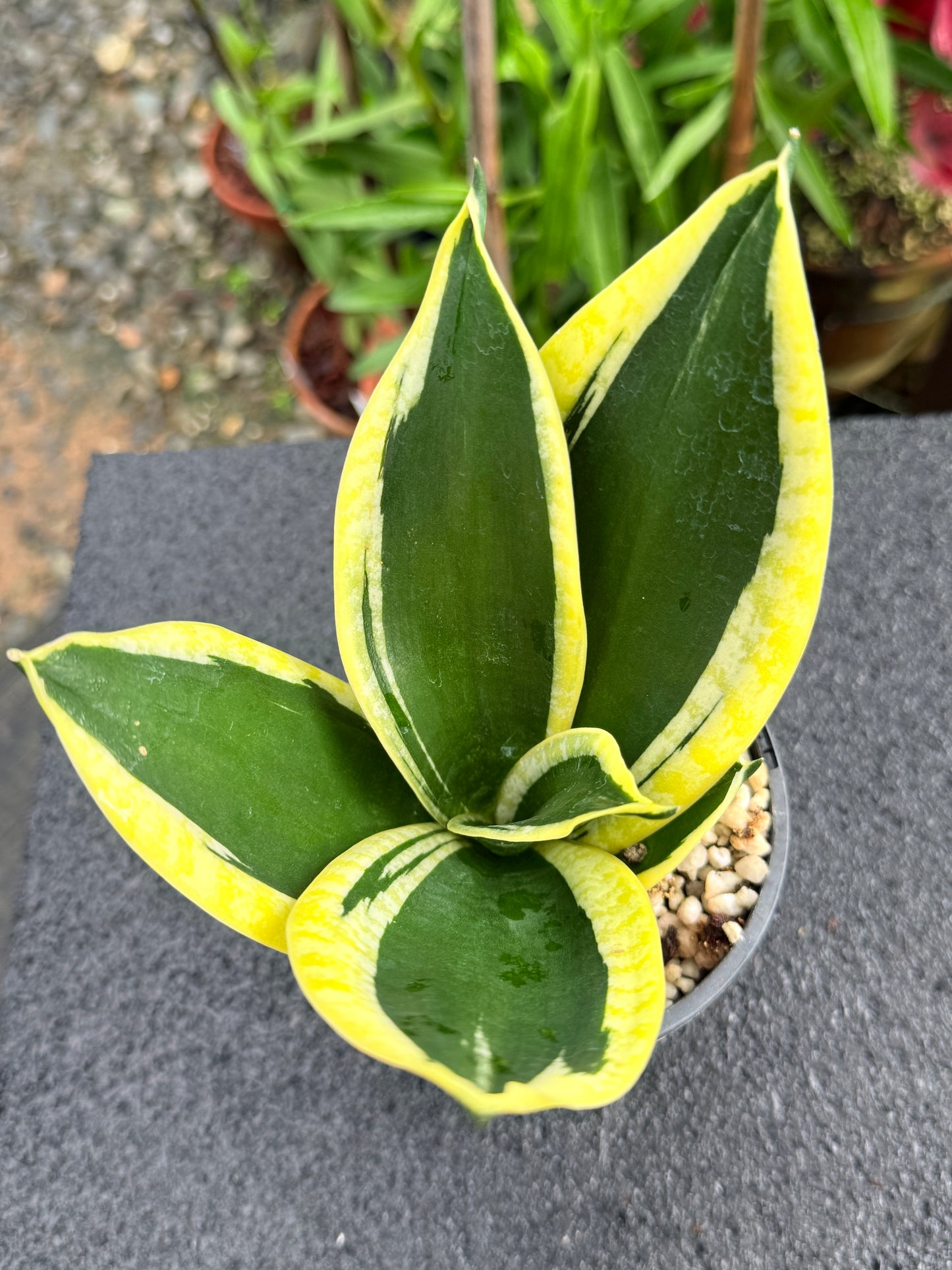 Sansevieria 'Lotus Hahnii' K83