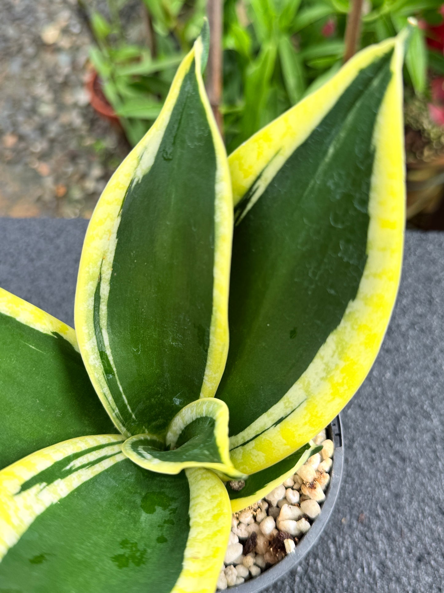 Sansevieria 'Lotus Hahnii' K83