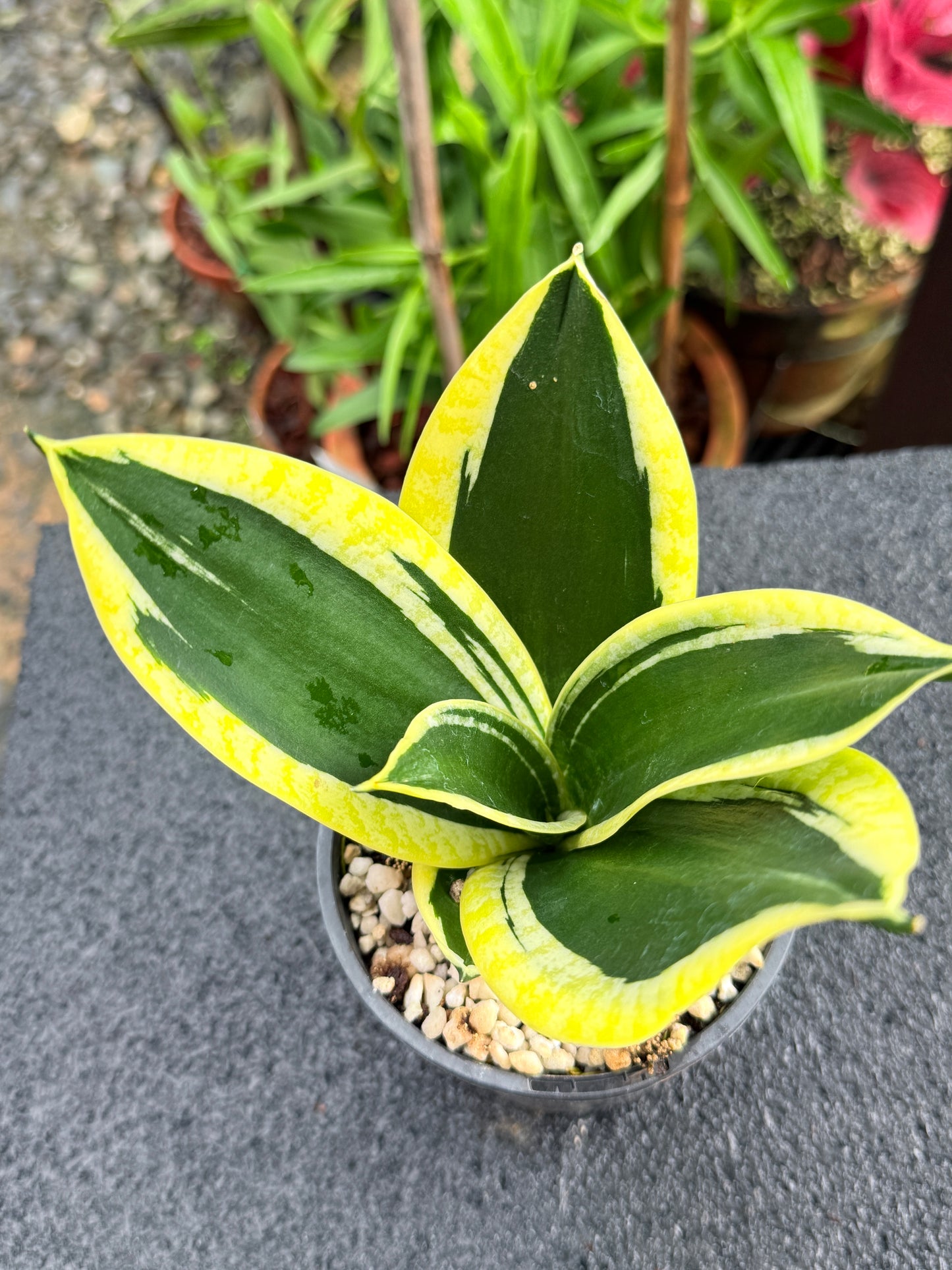 Sansevieria 'Lotus Hahnii' K83