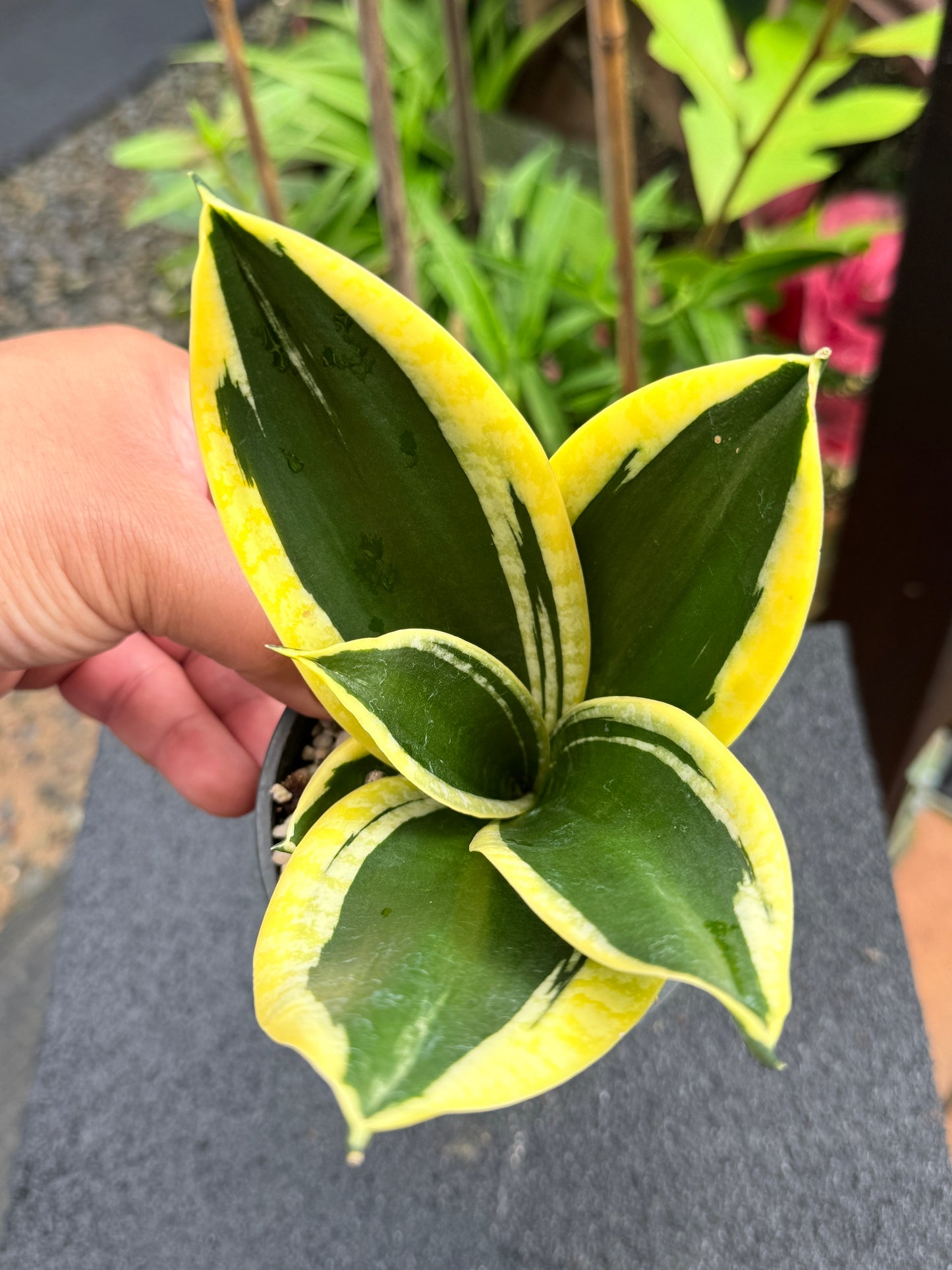 Sansevieria 'Lotus Hahnii' K83