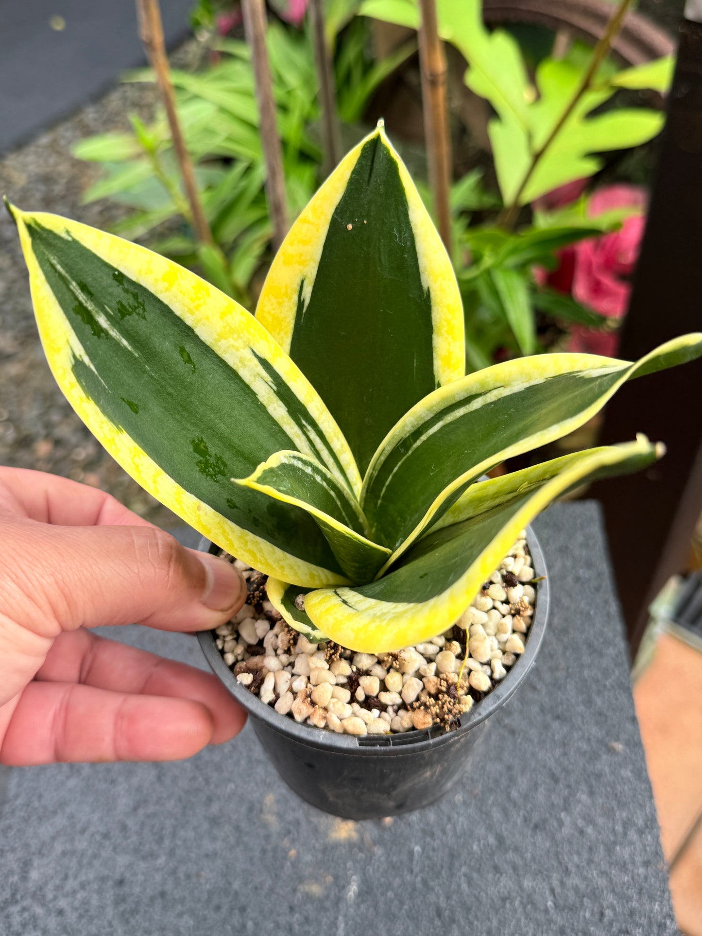 Sansevieria 'Lotus Hahnii' K83