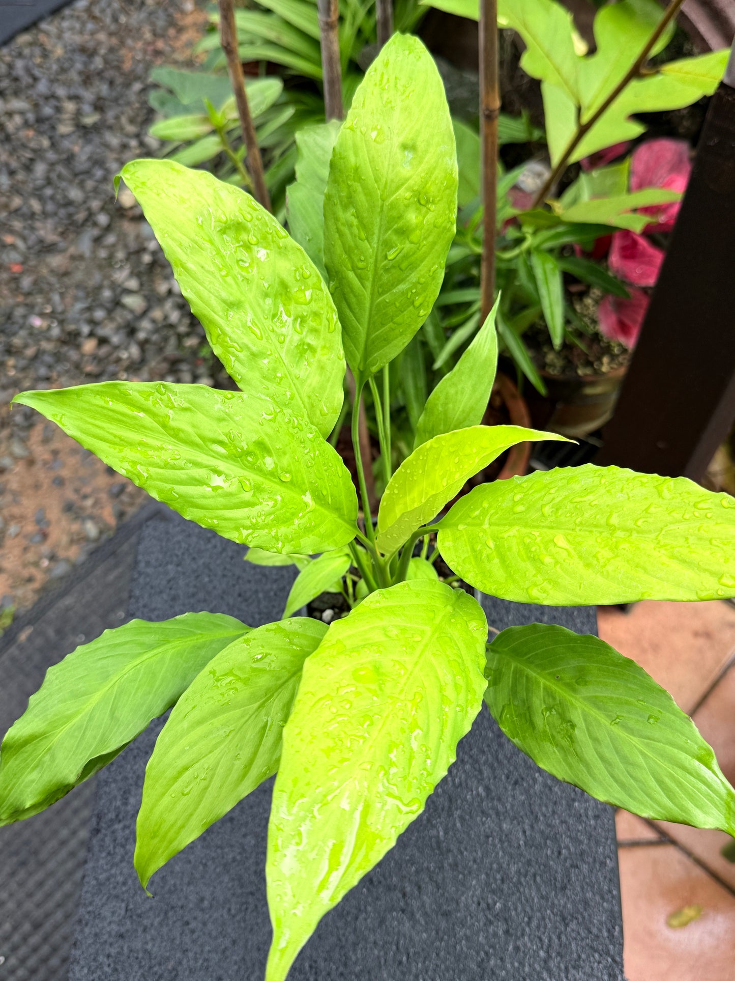 Spathiphyllum 'Golden' M1