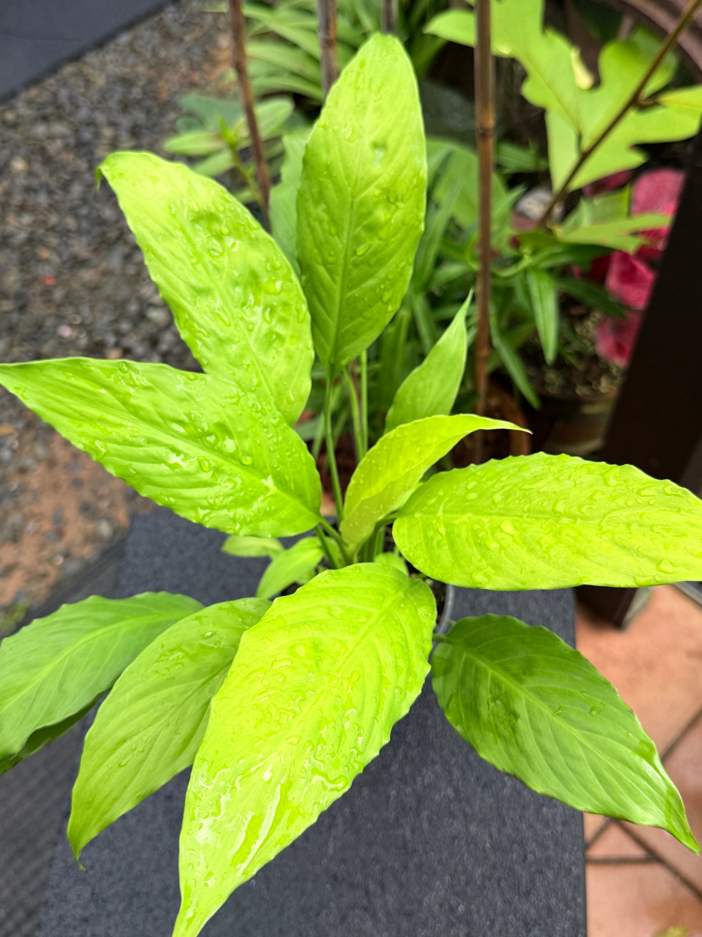 Spathiphyllum 'Golden' M1