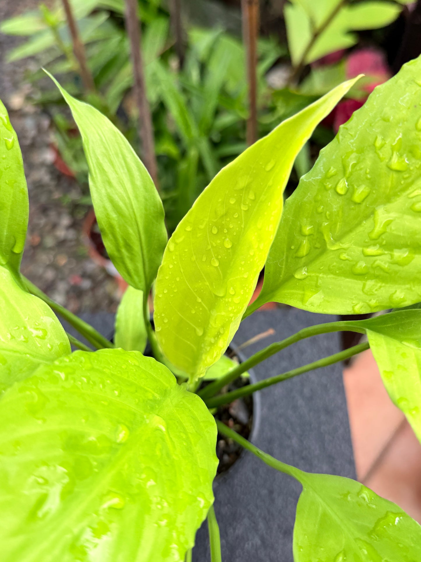 Spathiphyllum 'Golden' M1