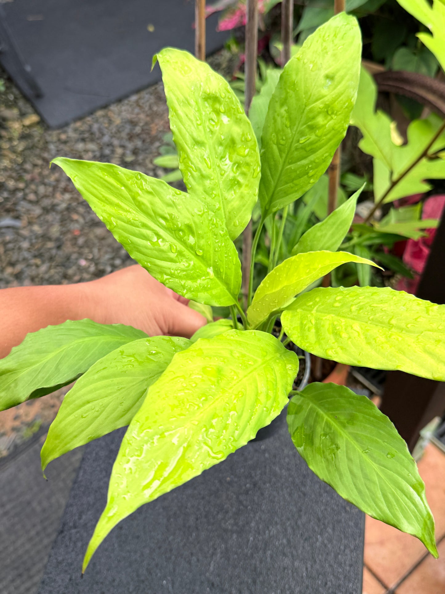 Spathiphyllum 'Golden' M1