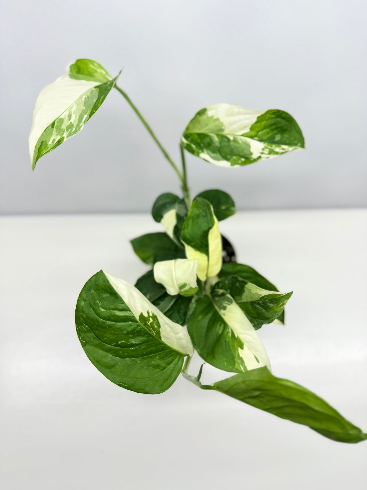 Monstera laniata Variegata D56